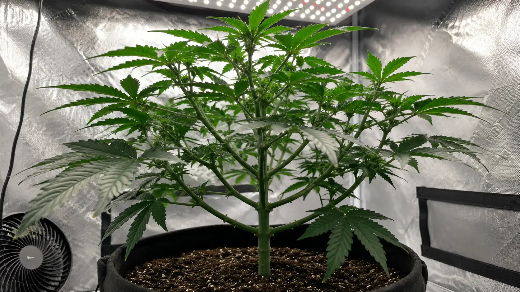 weed plant stages show healthy cannabis in vegetative growth with fan leaves, thick stem, branches, and indoor lights