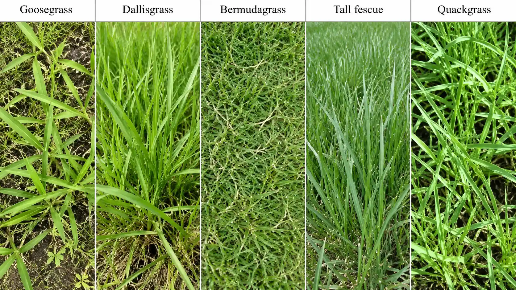 side by side comparison of five common lawn grasses with clear labels and close-up views