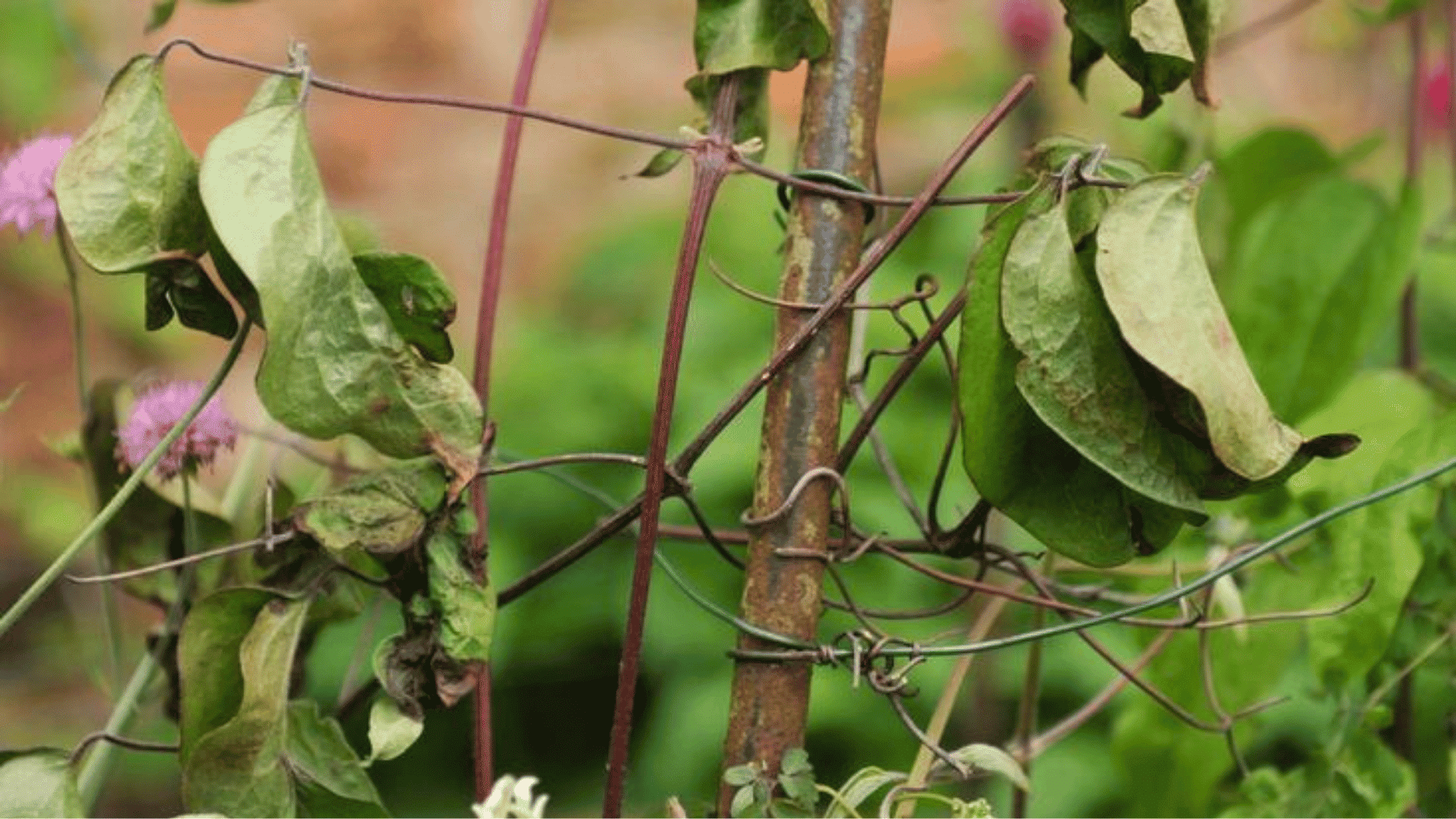 wilted clematis vine with drooping leaves wrapped around a garden support