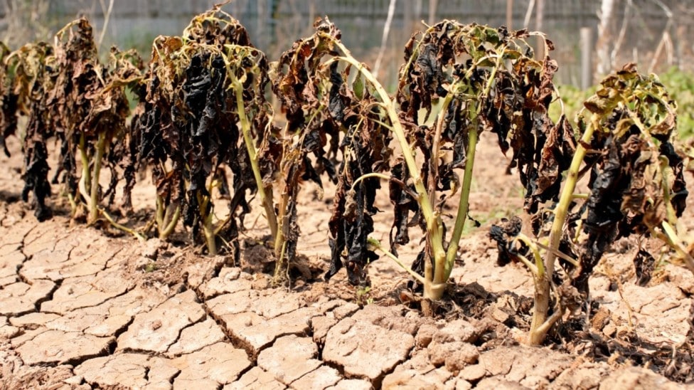 when to harvest potatoes shown by wilted brown potato plants in dry cracked garden soil before digging