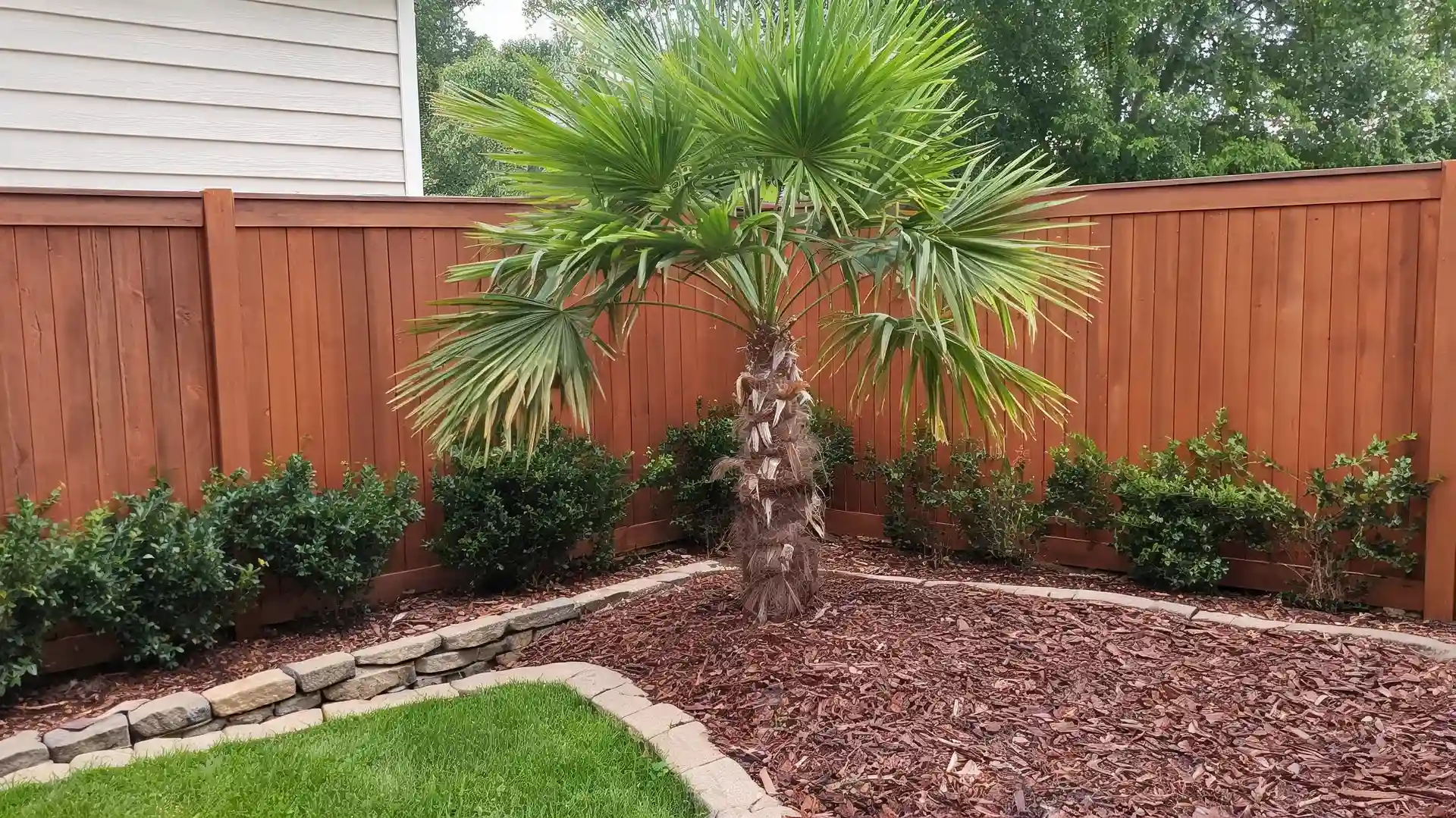 windmill palm tree with fibrous trunk and fan shaped leaves