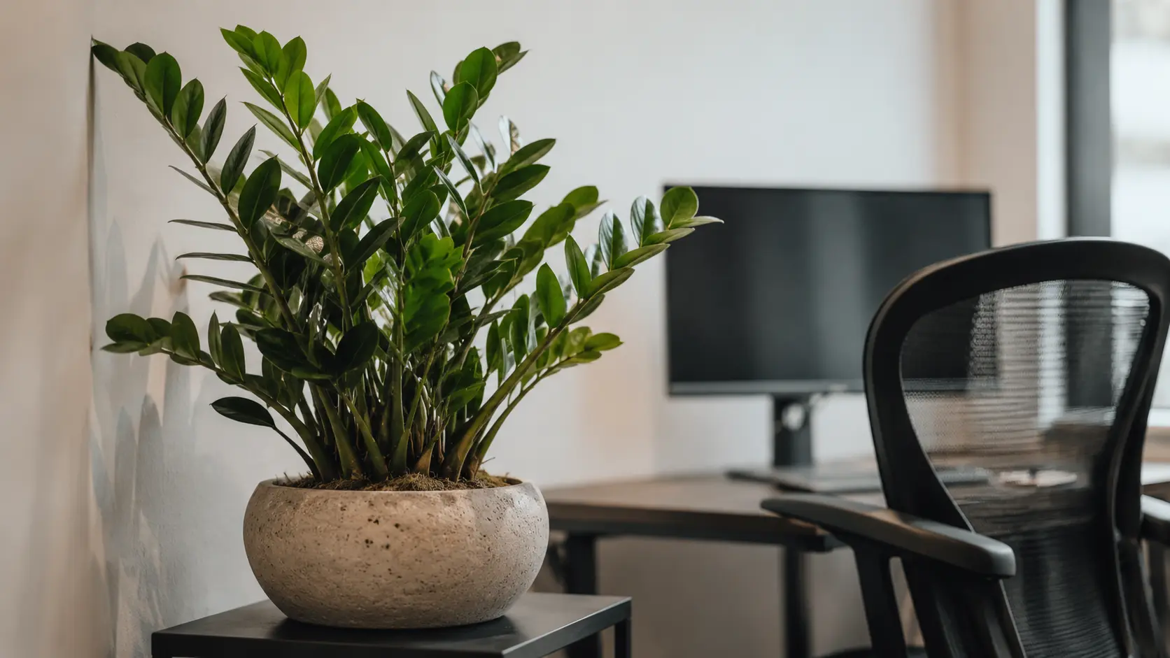 zz plant in a stone pot on a side table beside an office desk and chair