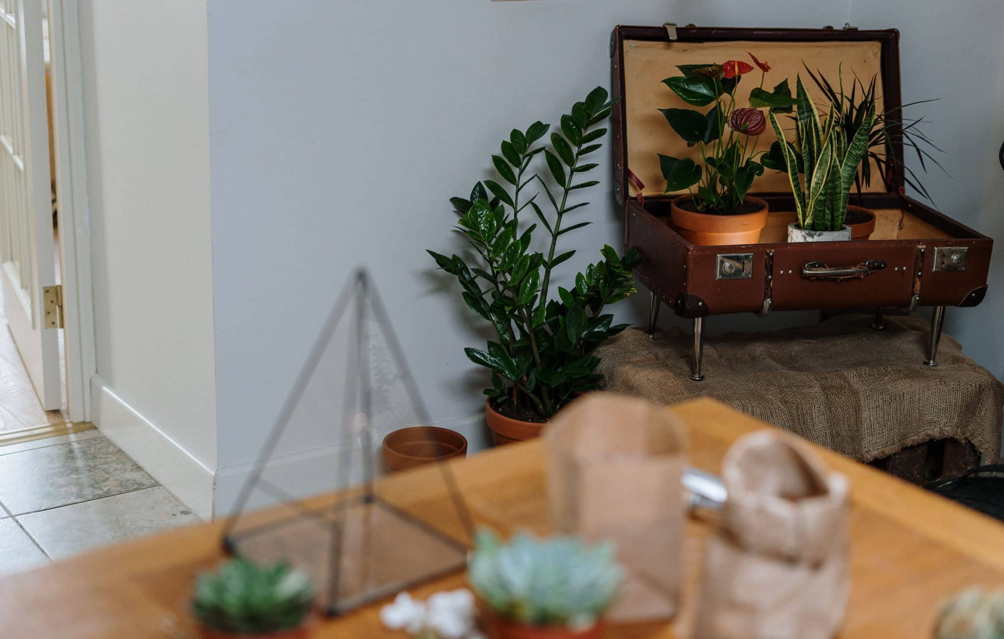 Bringing the Garden Indoors: How to Create a Botanical Aesthetics in Your Living Room