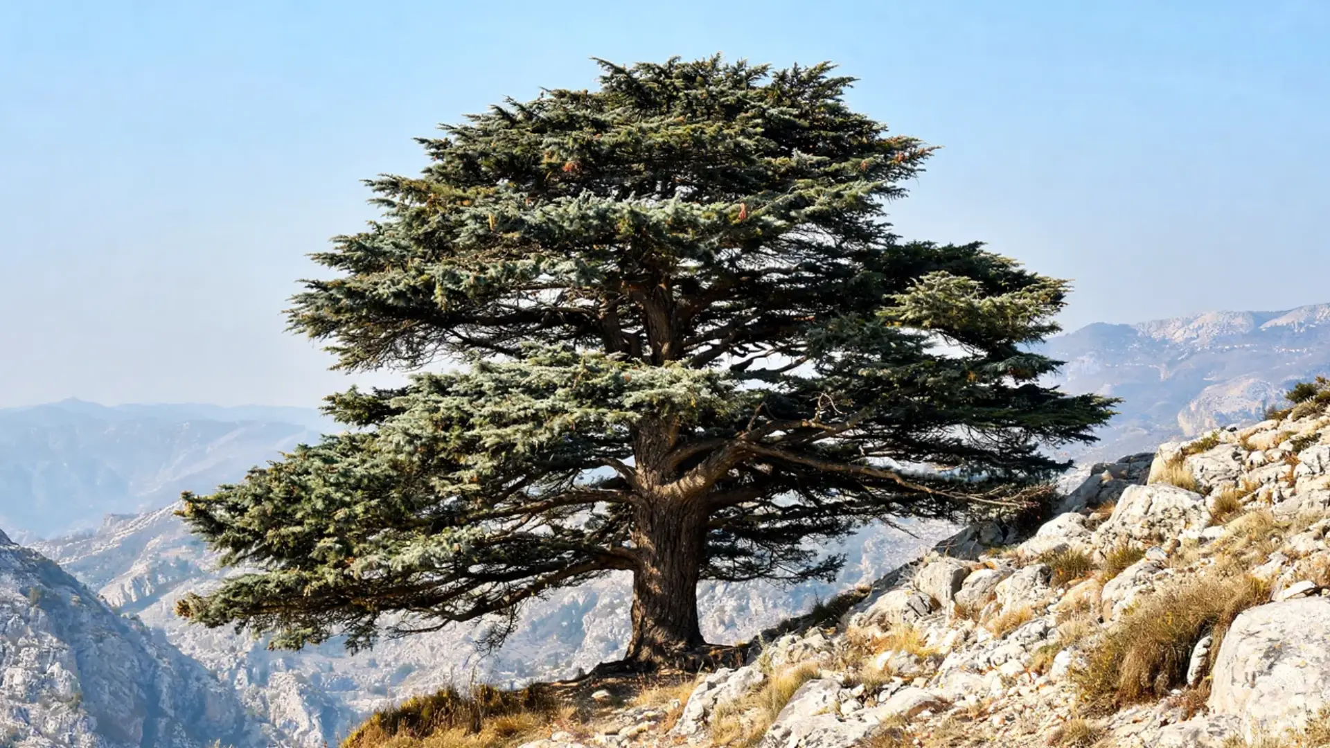 a massive cedar of lebanon tree with wide spreading branches growing along a mountain ridge