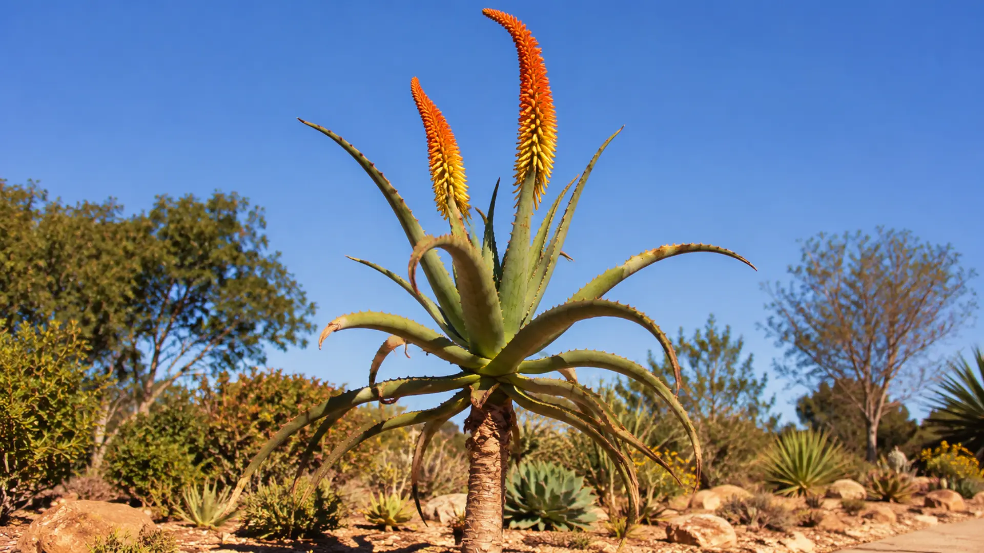 african-aloe