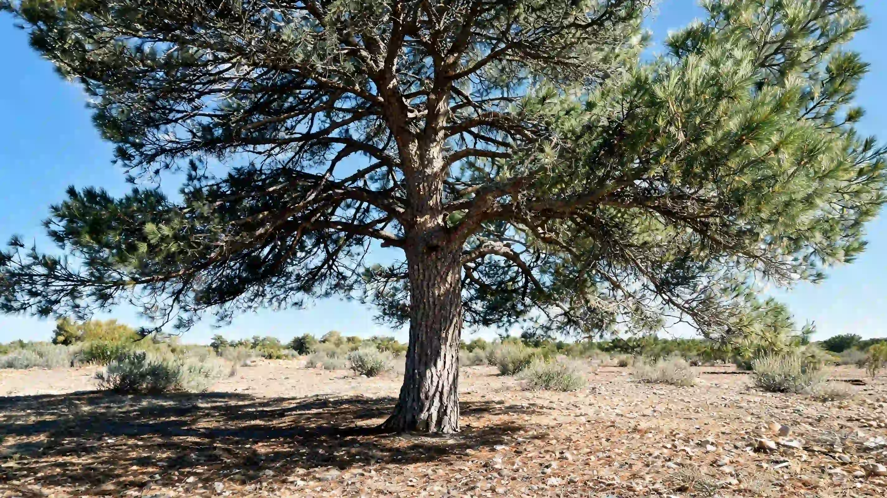 aleppo pine with an irregular evergreen crown textured bark and needle mulch on dry desert soil