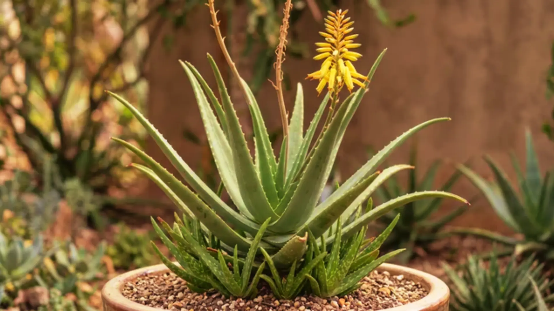aloe-vera