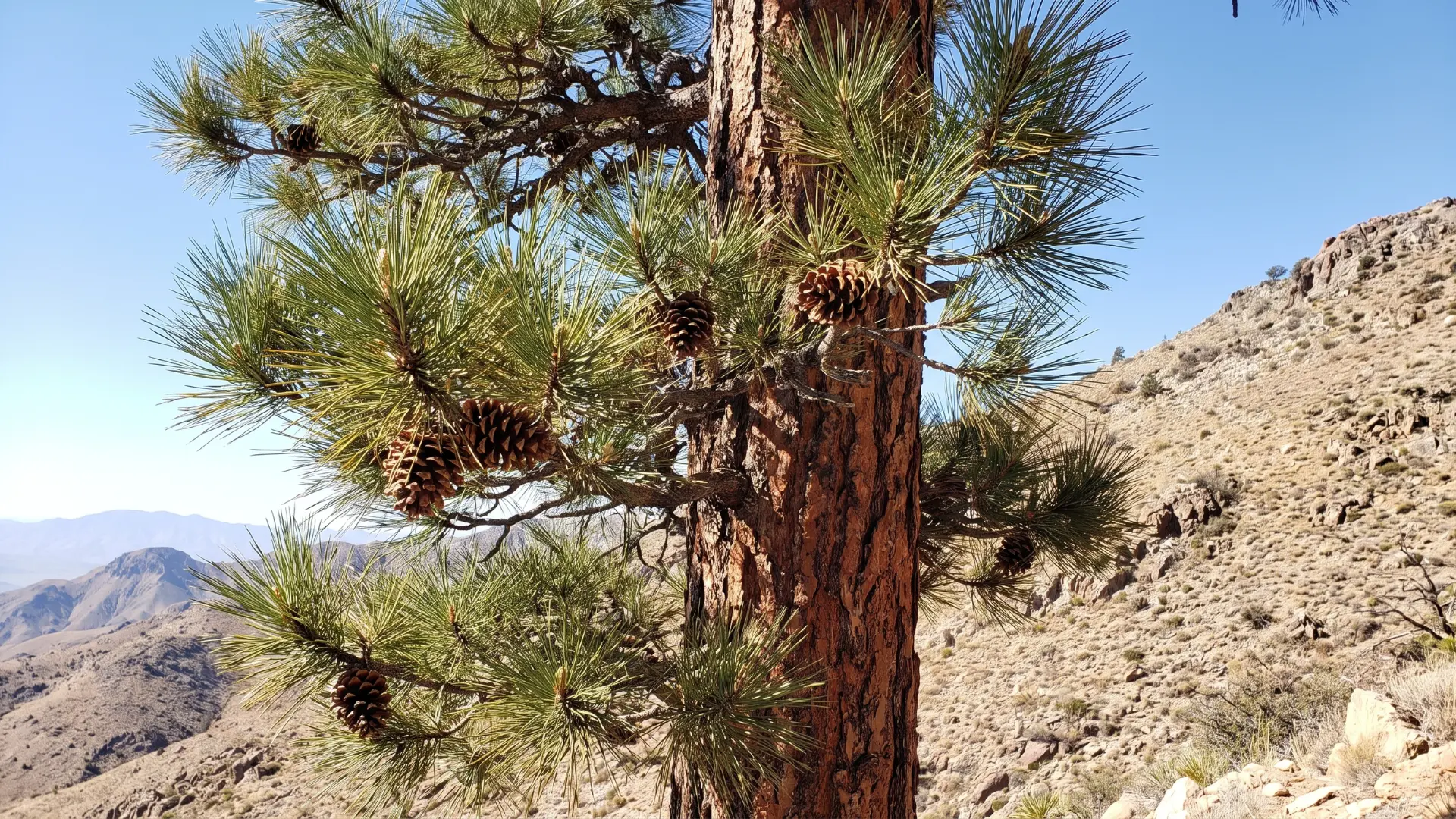 apache pine with long dull green needles upward curving branches and dark bark on dry mountain slopes