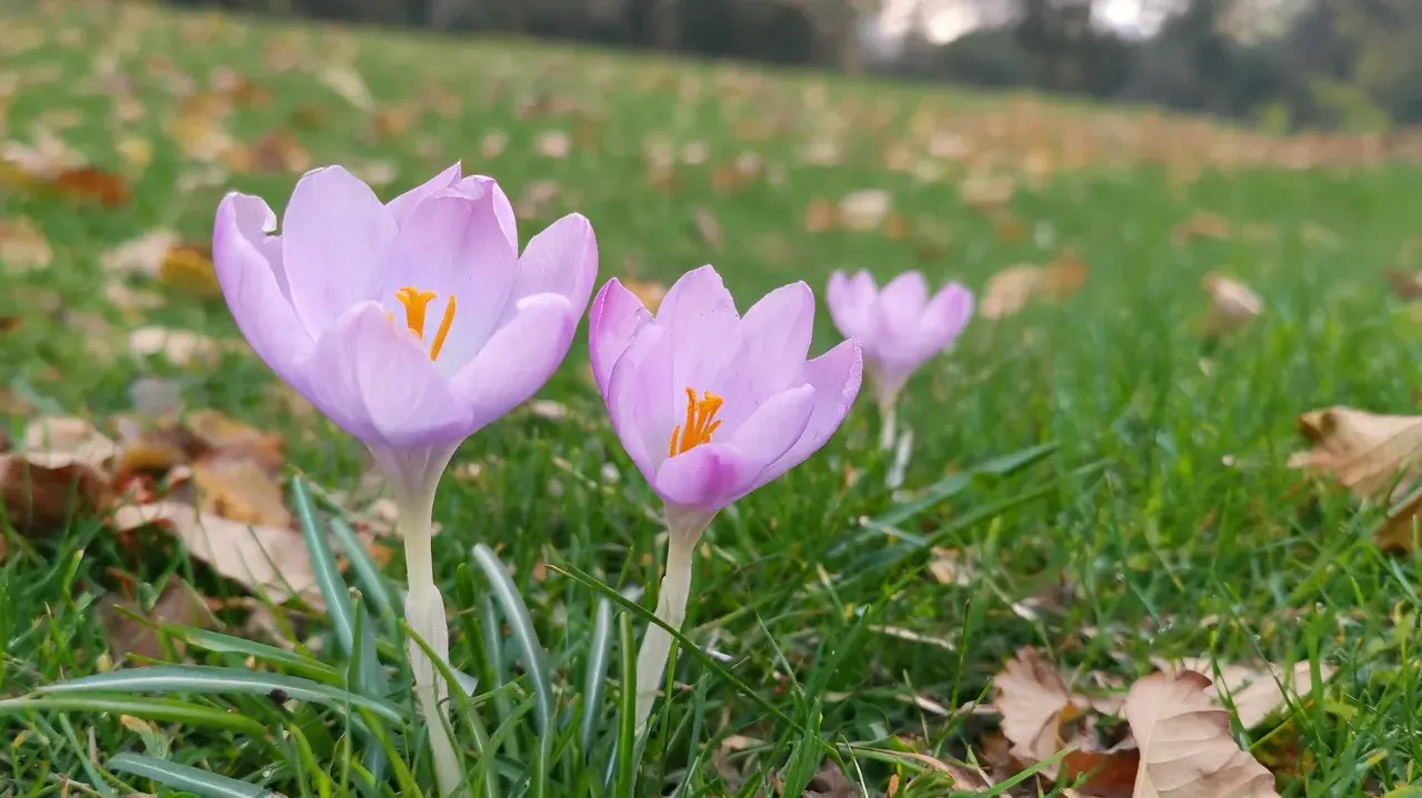 autumn crocus with delicate lavender pink blooms emerging from short grass in a quiet early autumn garden