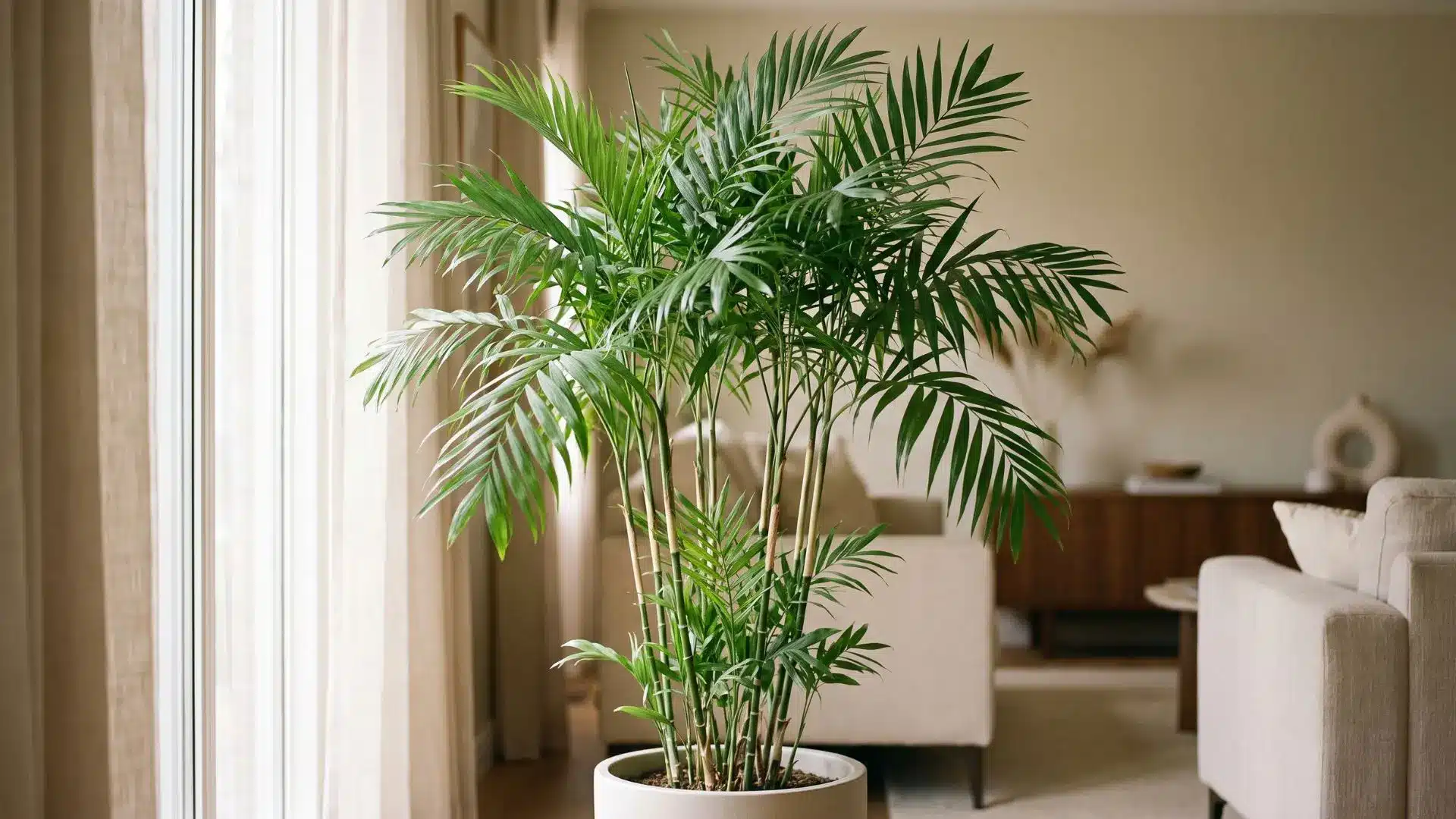 tall bamboo palm with soft green fronds in a bright living room beside a large sunlit window
