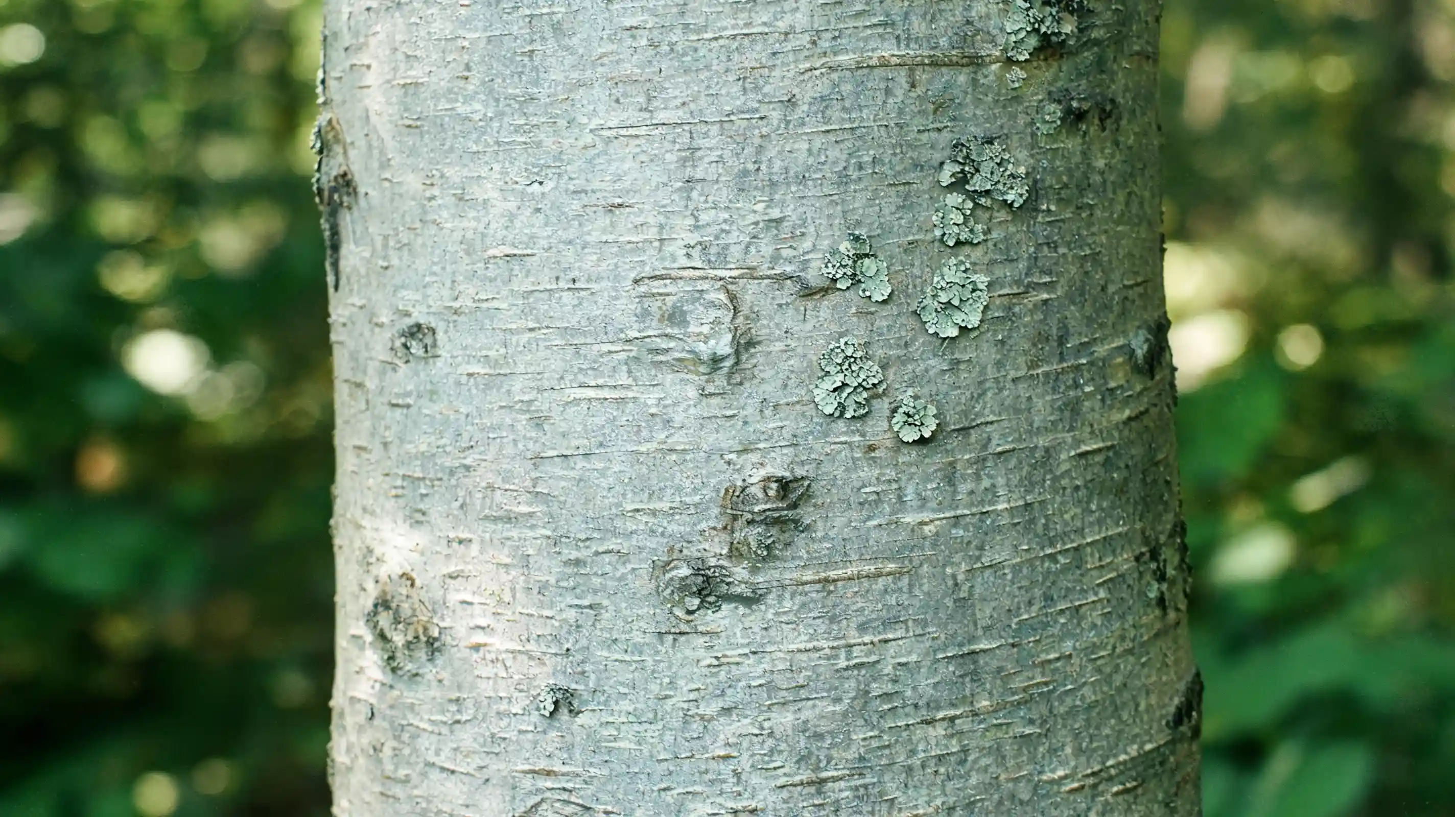 smooth gray beech tree bark with pale lichens and faint horizontal marks against a leafy forest background