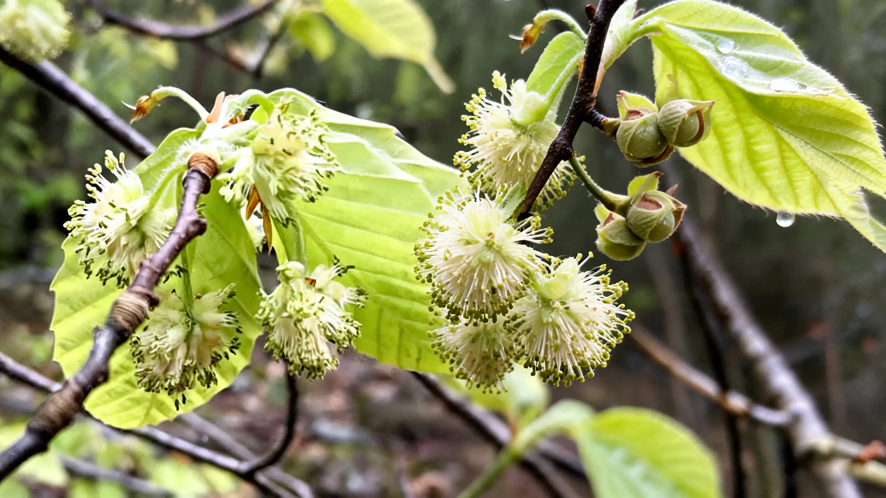 beech branch with fresh green leaves and clusters of pale round flowers hanging among small leaf buds