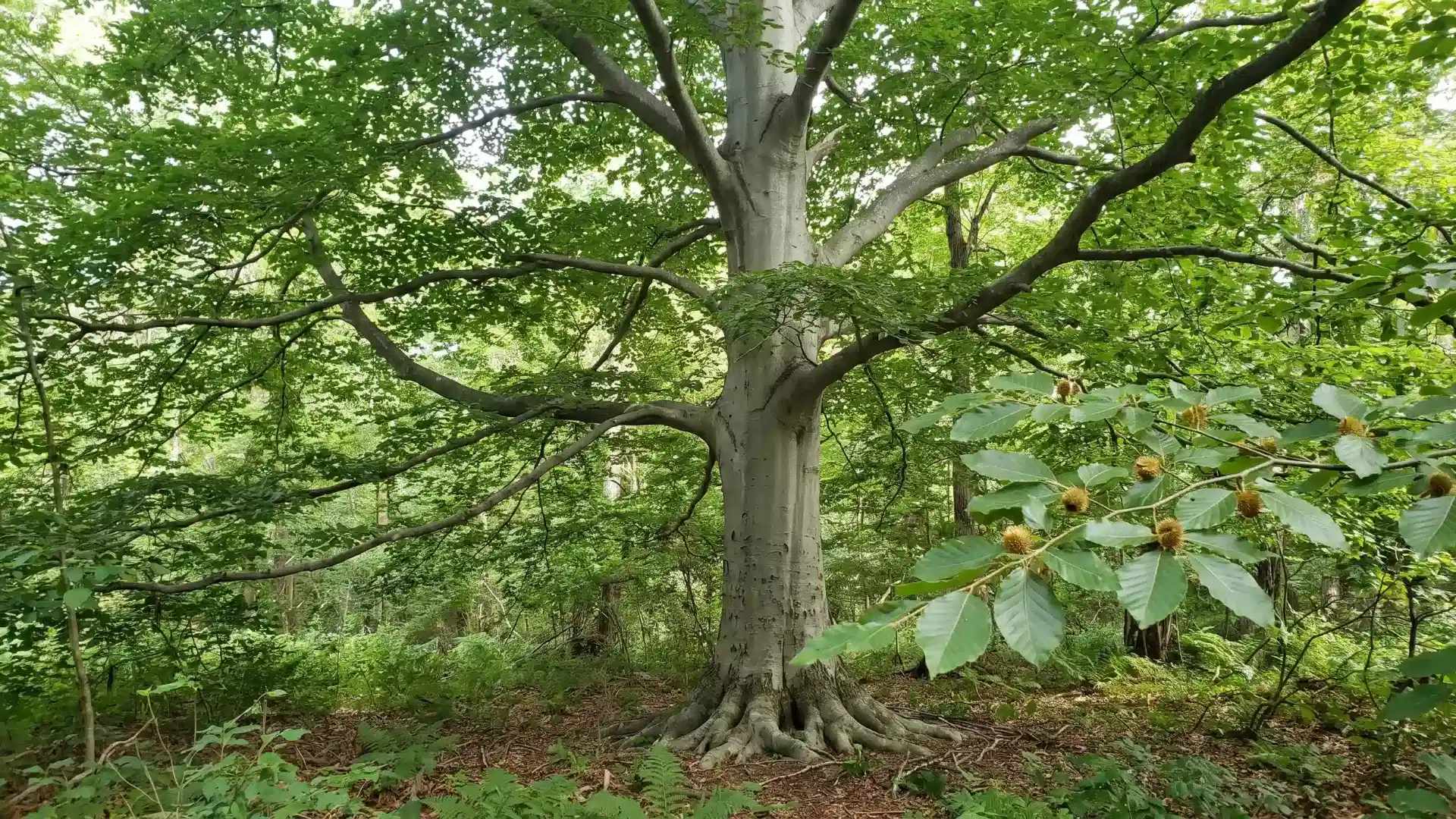 large mature beech tree with smooth gray trunk spreading branches and green leaves in a shaded woodland