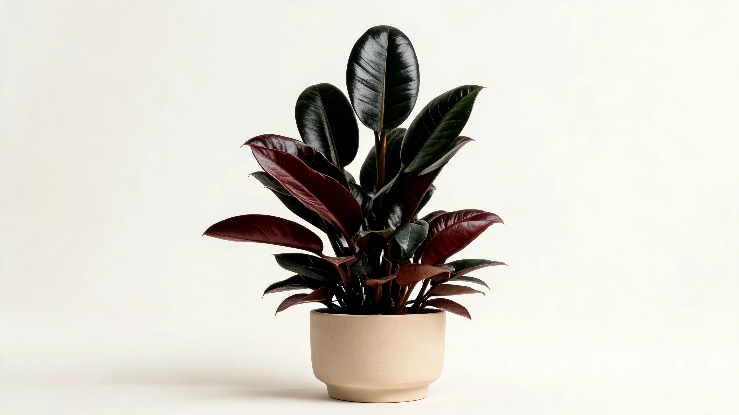 black cardinal philodendron with broad burgundy leaves maturing to very dark green near black
