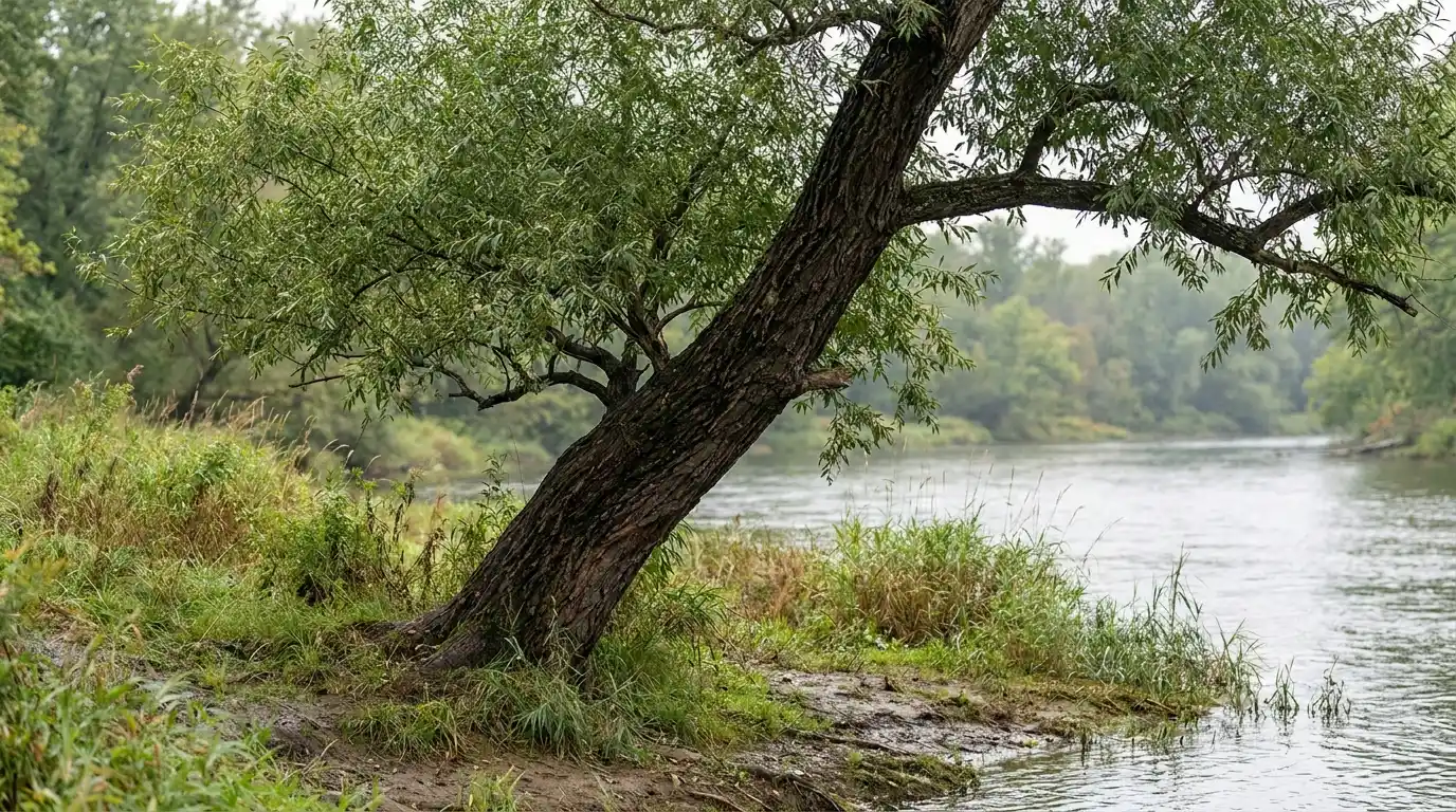 black willow leaning over a broad riverbank with dark deeply furrowed bark and narrow green leaves