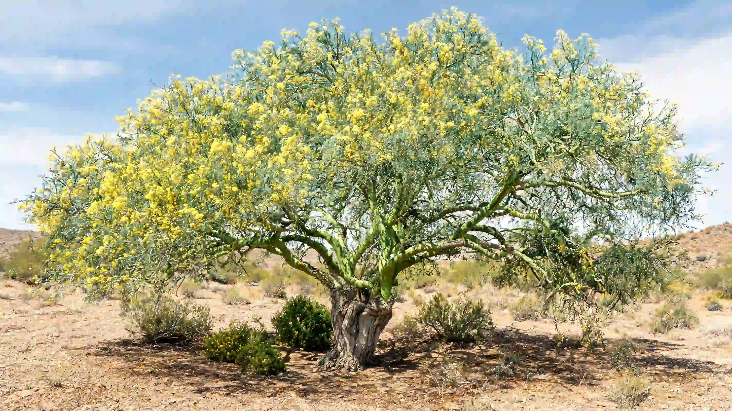 blue palo verde with green bark yellow spring flowers and a wide canopy in rocky desert soil