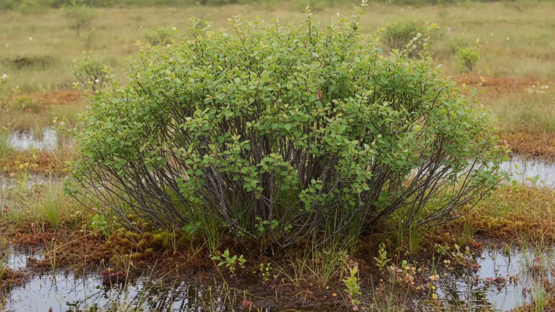 rounded bog birch shrub with many dark stems and fresh green leaves grows in shallow marshy water