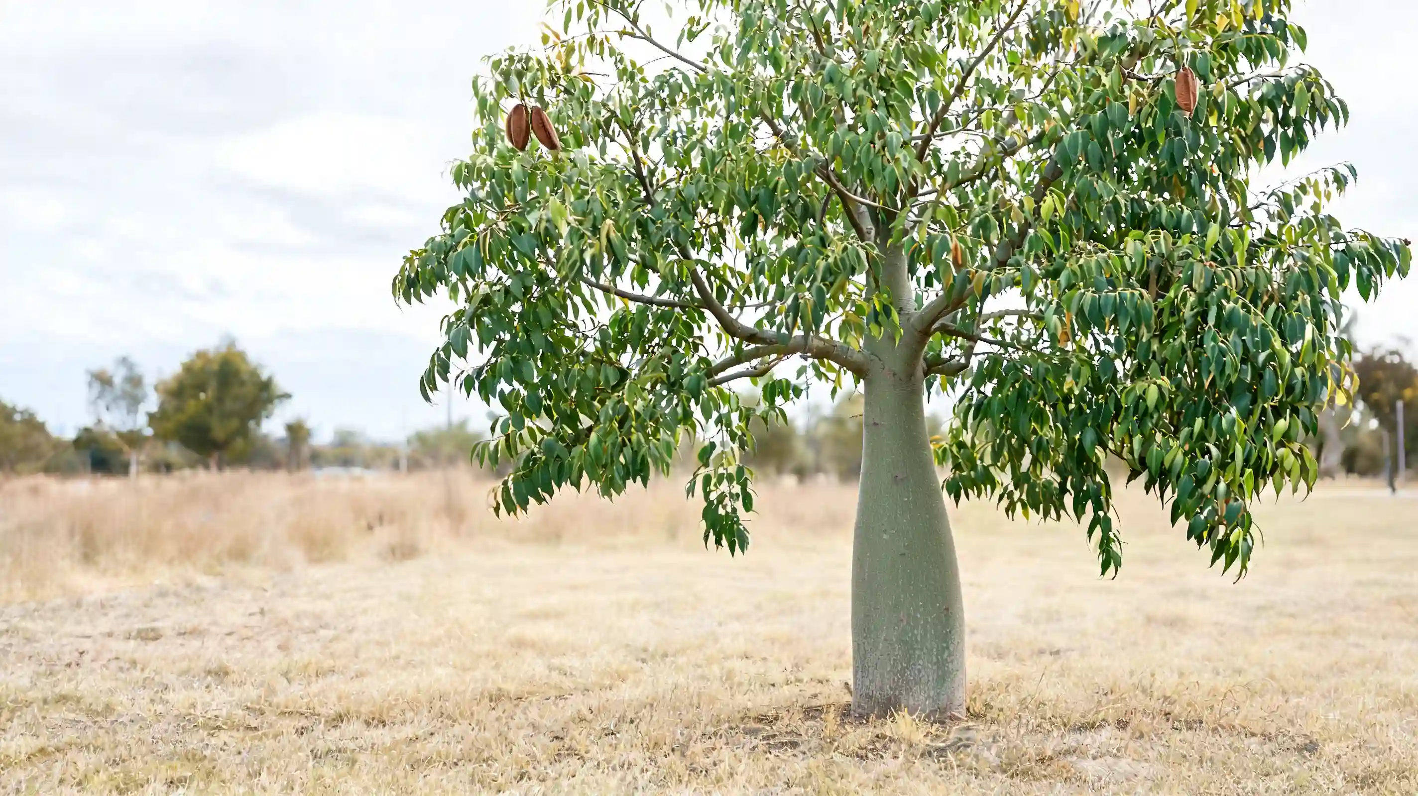 bottle tree with a smooth thick trunk glossy leaves and hanging branches in a warm dry landscape