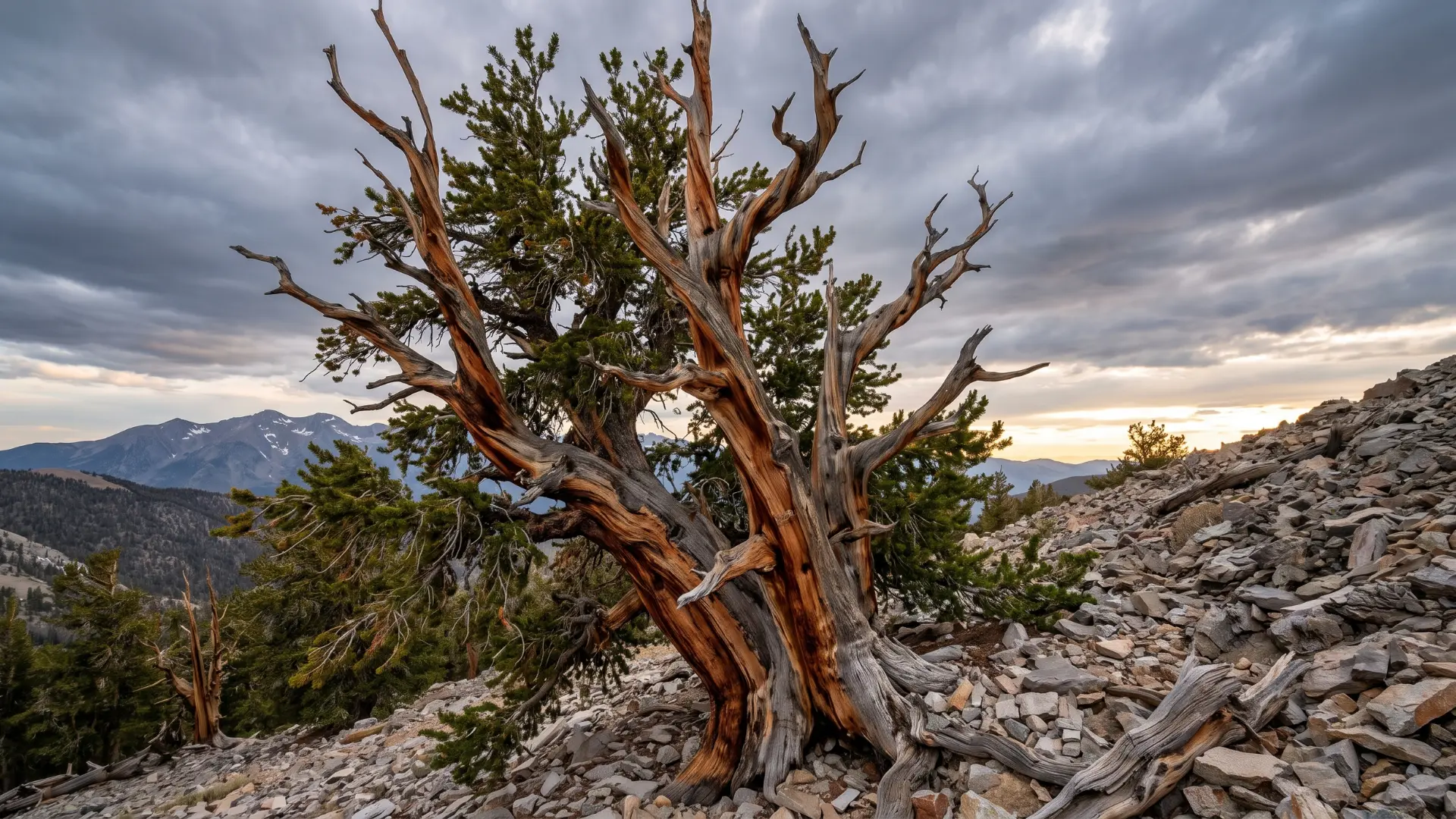bristlecone pine with twisted ancient branches dense needles and rugged bark on high rocky mountains