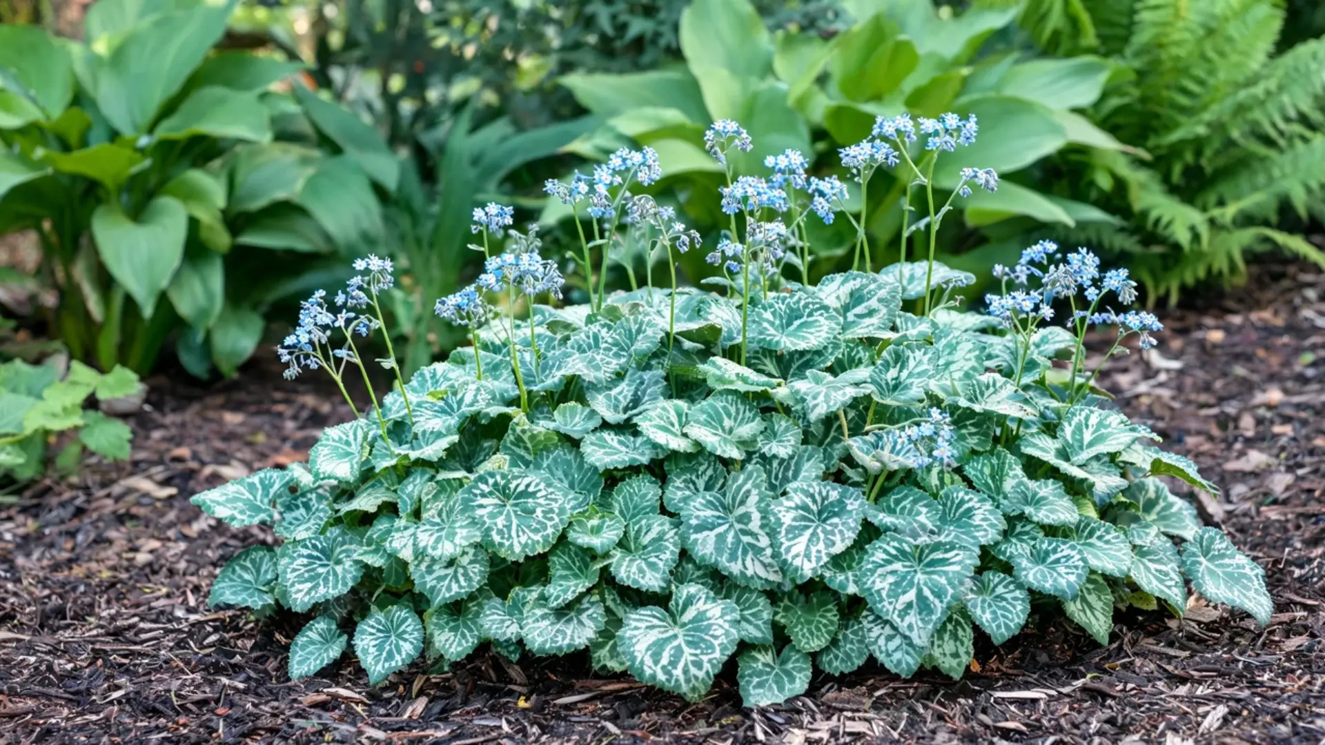 brunnera plant with heart shaped silvery green leaves and clusters of tiny sky blue spring flowers
