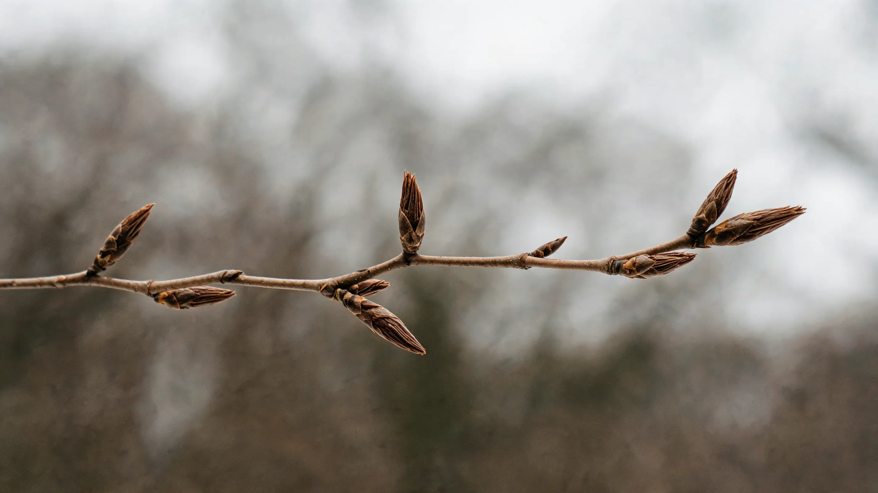slender beech twig with several long pointed brown buds set against a softly blurred woodland background