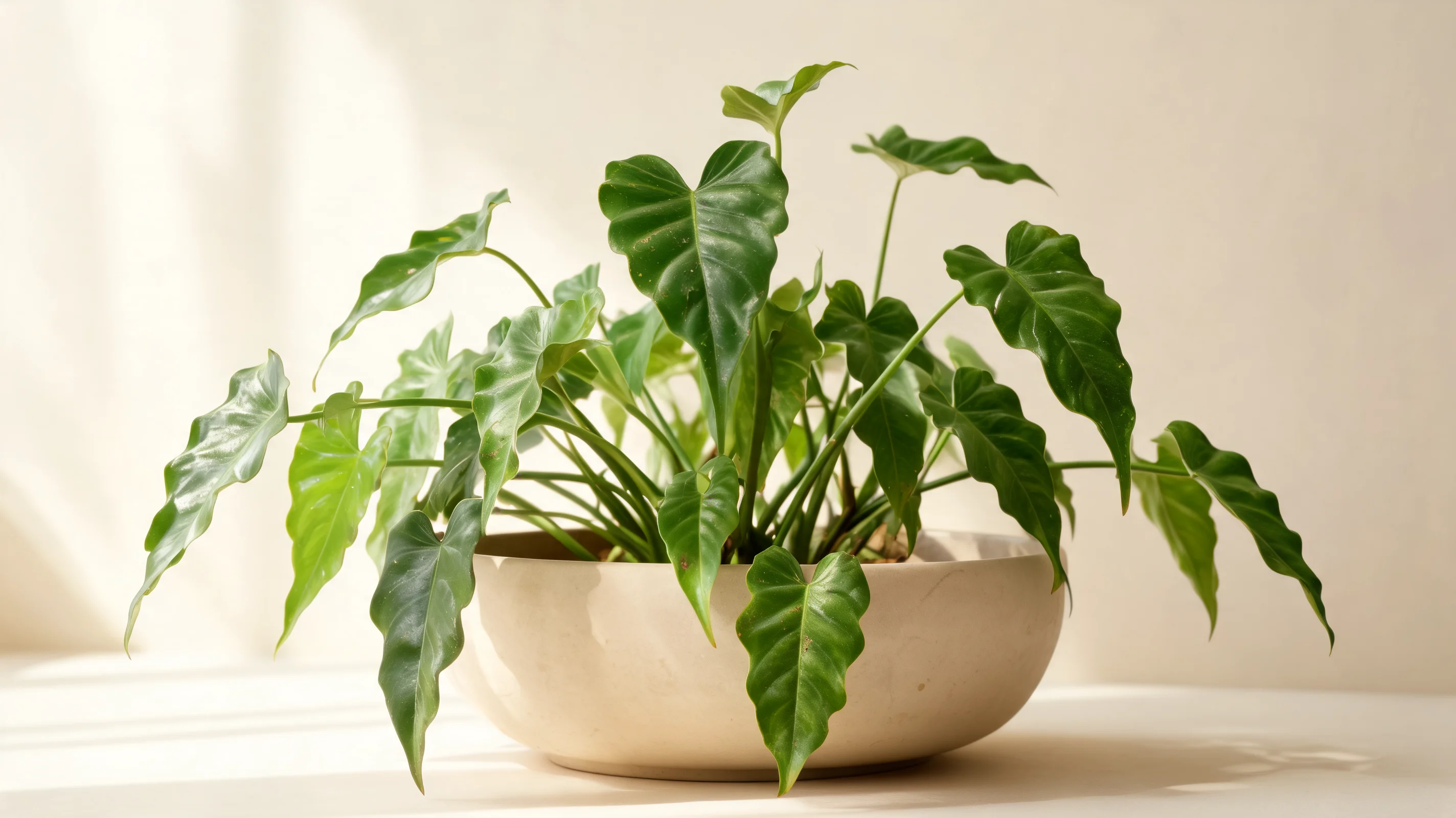 burle marx philodendron with narrow glossy heart shaped leaves and gently wavy green edges