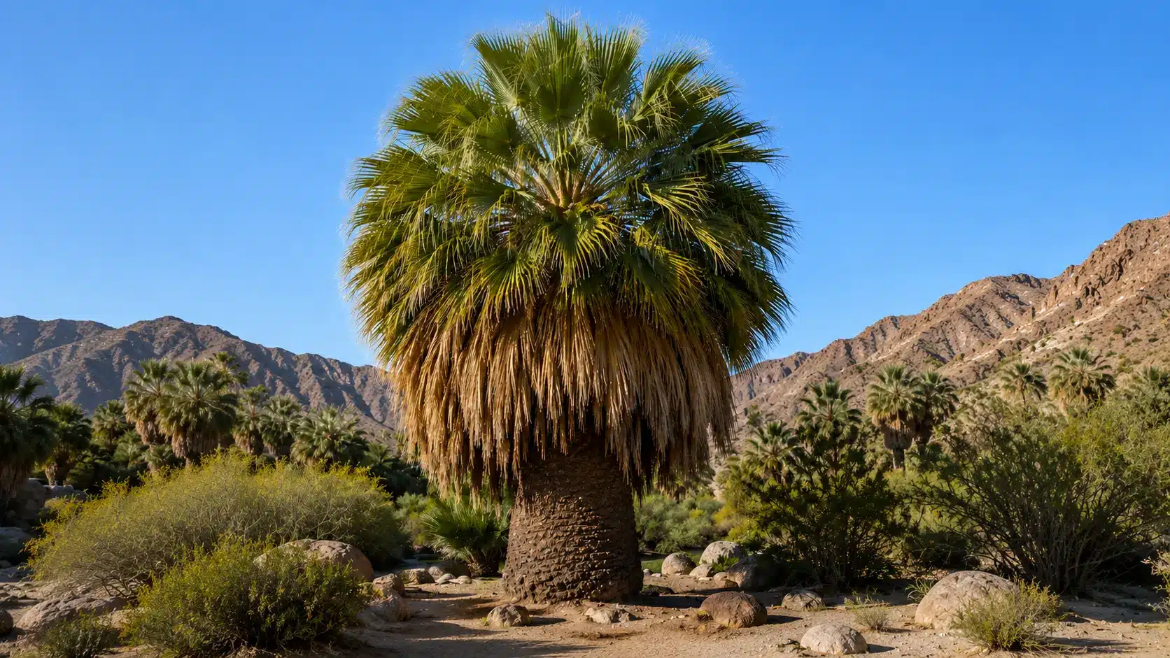 large california fan palm with a skirt of dry fronds in a rocky desert oasis beneath rugged mountains