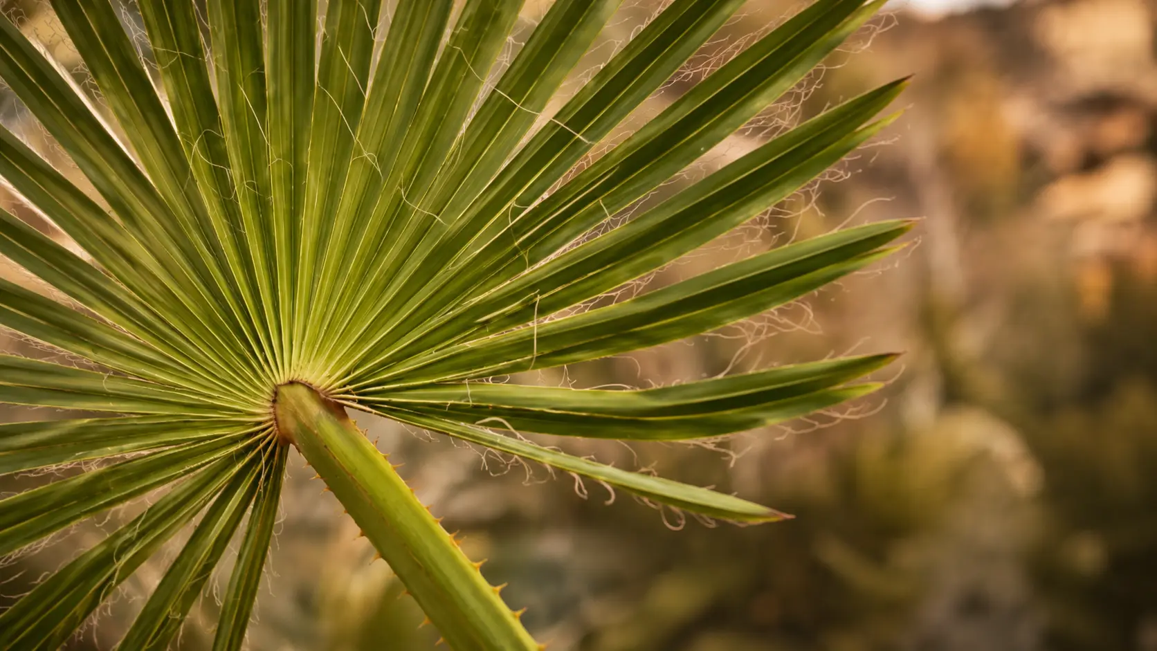 close view of a california fan palm leaf with fine white fibers against a softly blurred desert background