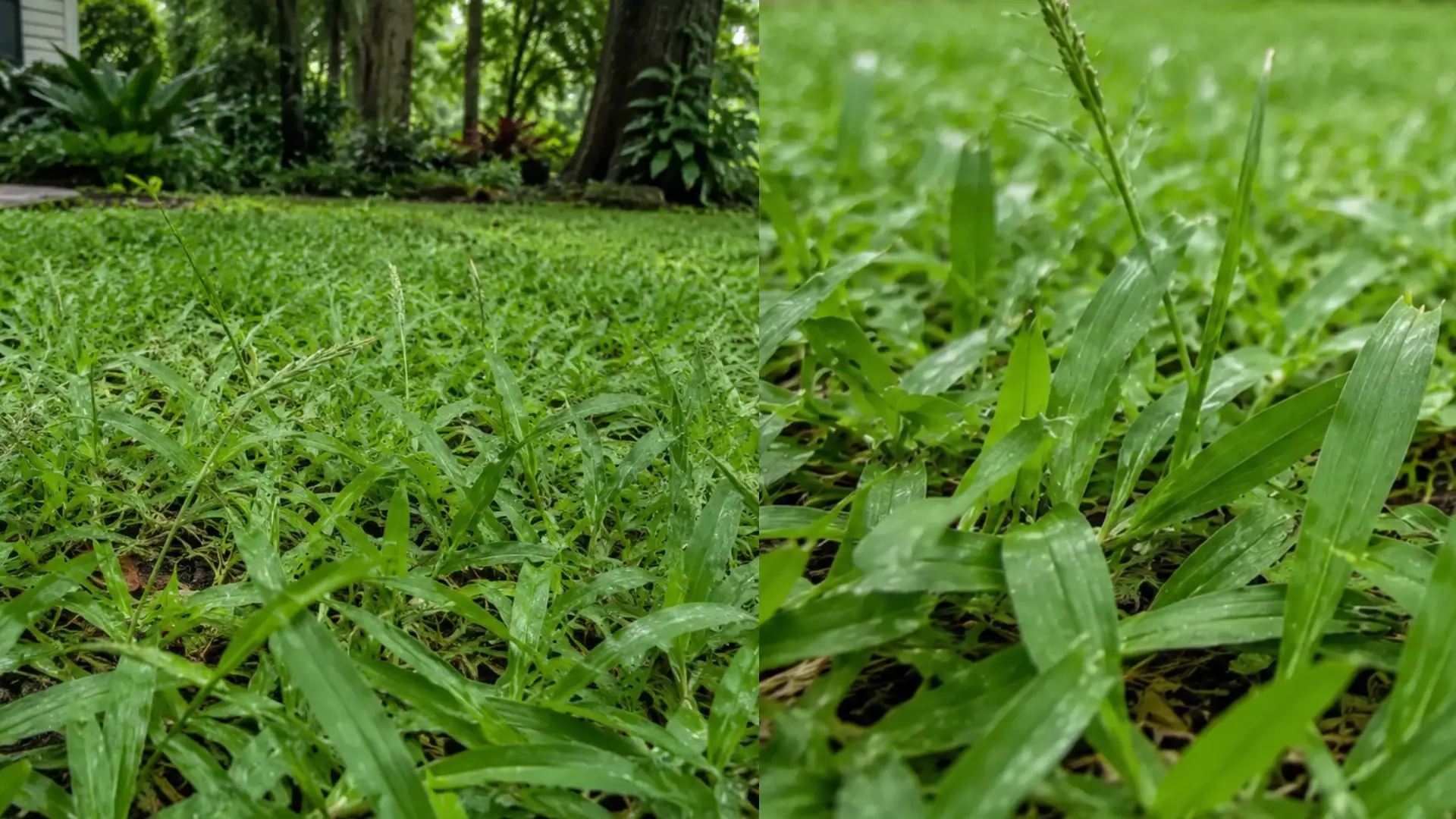 side by side views of a carpetgrass lawn and close up showing broad green blades and seed heads