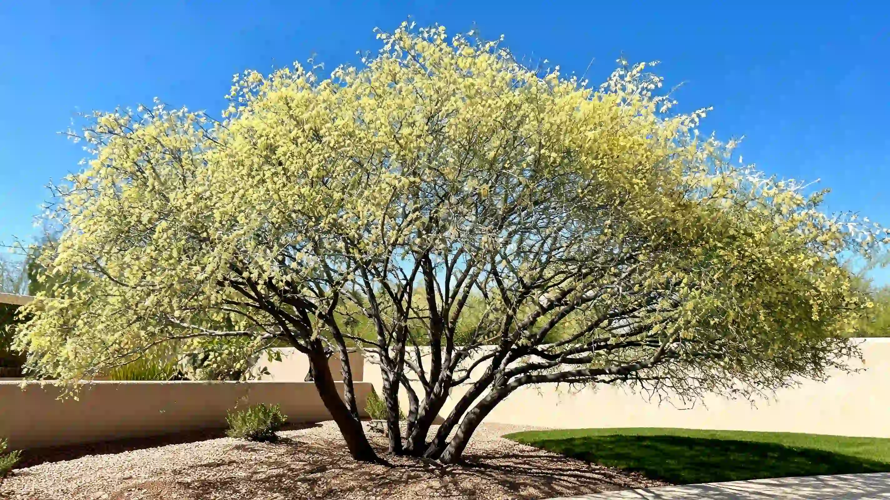 catclaw acacia with rugged bark curved thorns and pale spring flowers growing in rocky desert soil