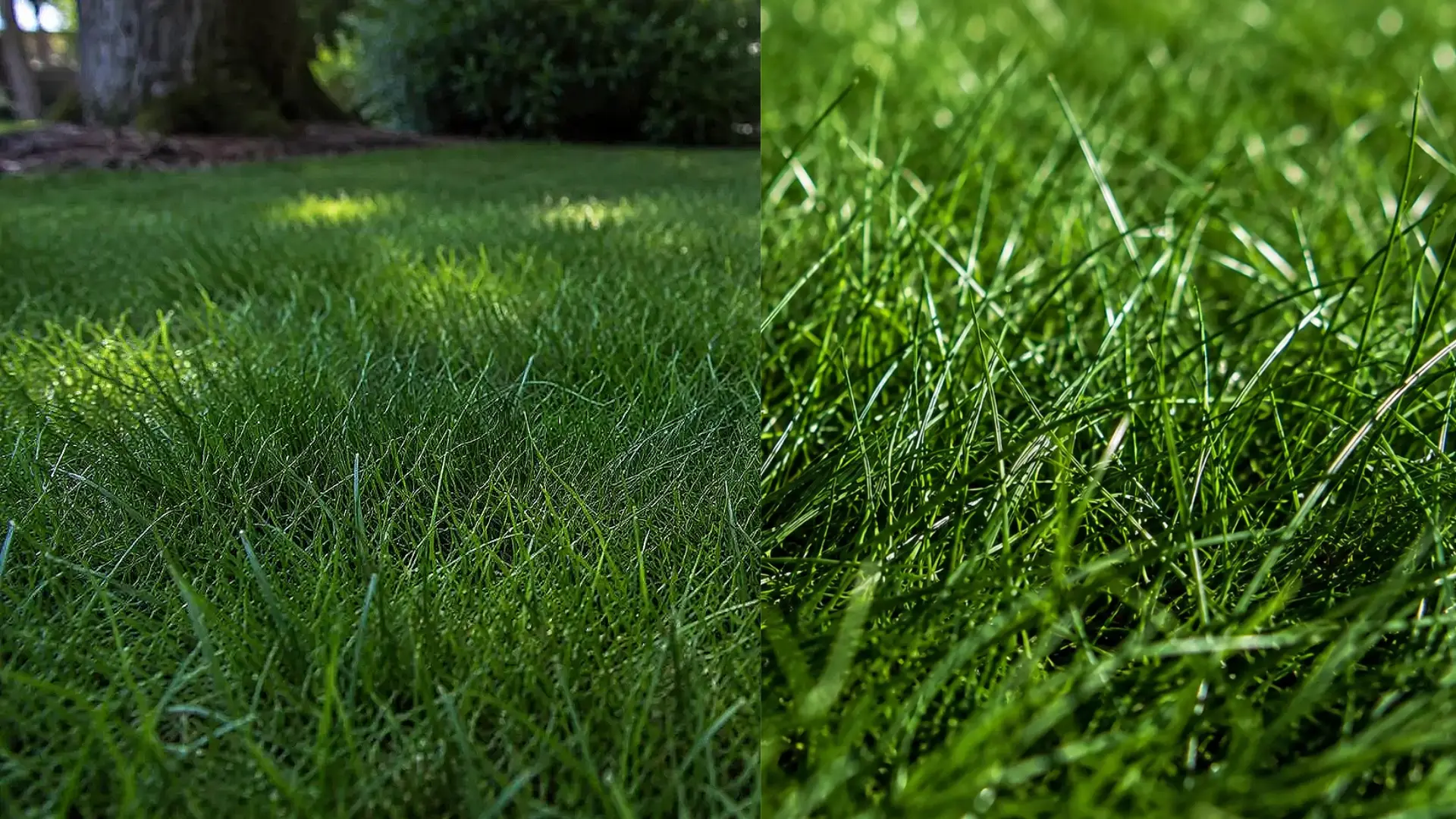 side by side views of a chewings fescue lawn and close up showing thin fine green blades and dense texture