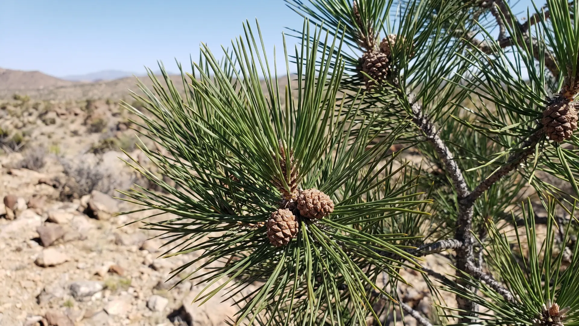 chihuahua pine with slender green needles dark bark and an open crown in mixed pine oak woodlands