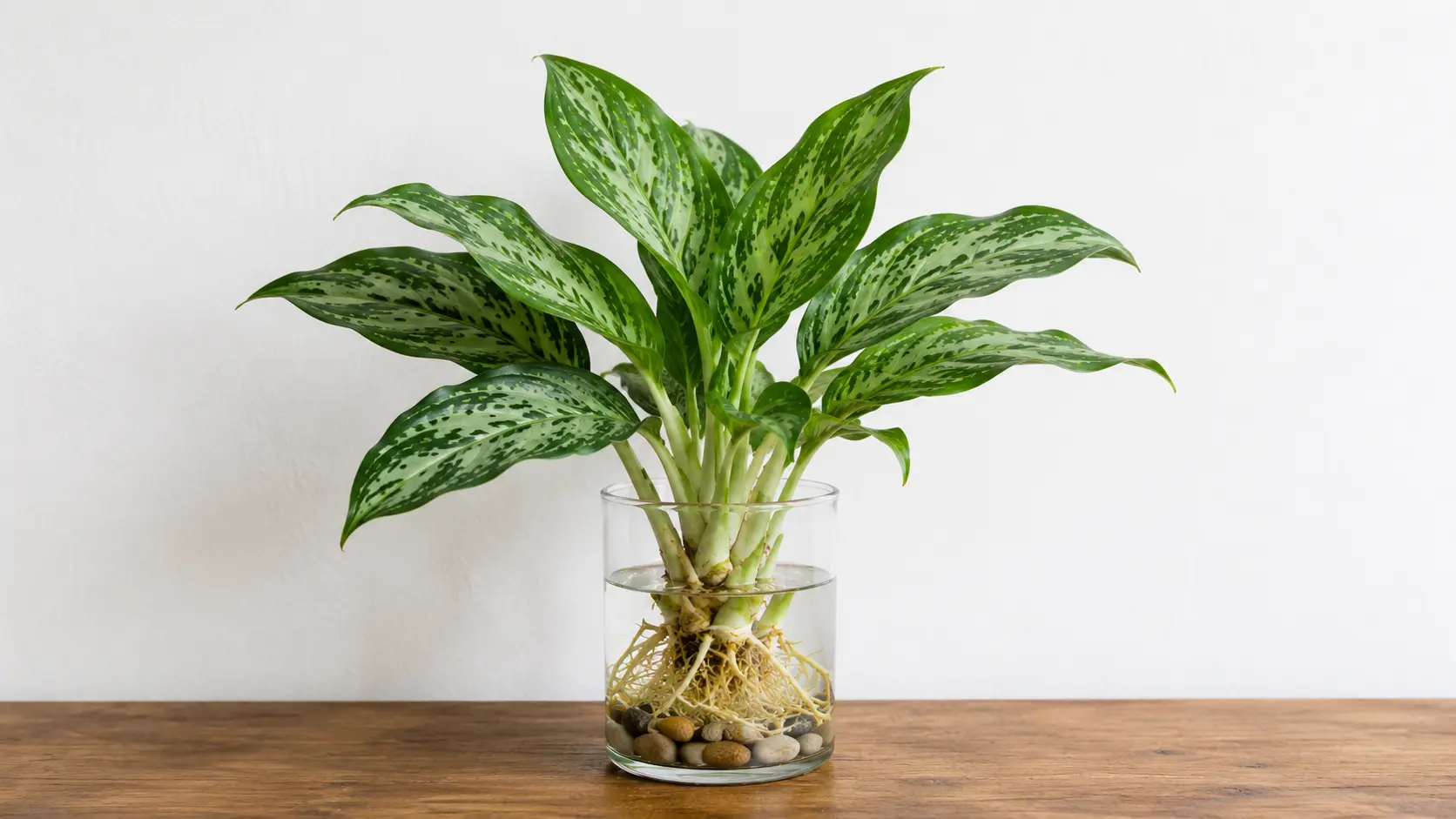 chinese evergreen with patterned green leaves growing in water over pebbles in a glass jar