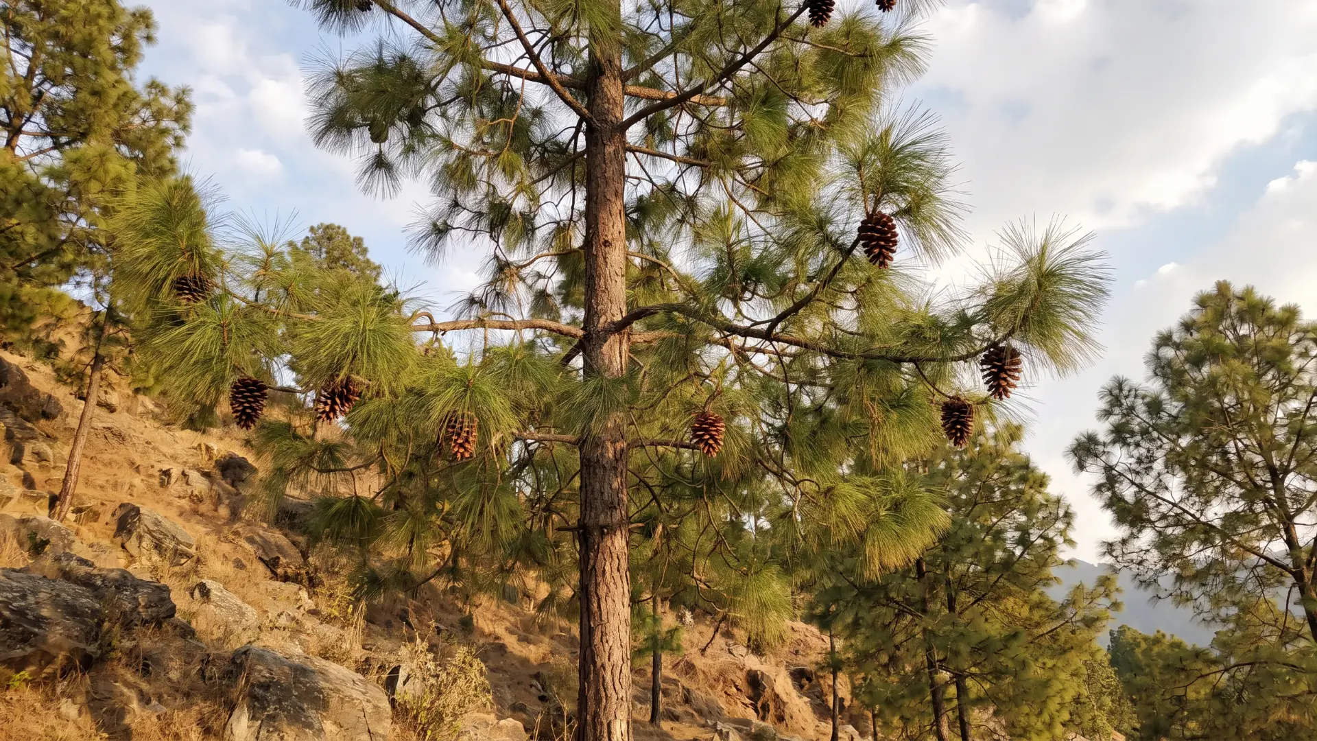 chir pine with long drooping needle bundles reddish bark and a tall open crown across himalayan slopes
