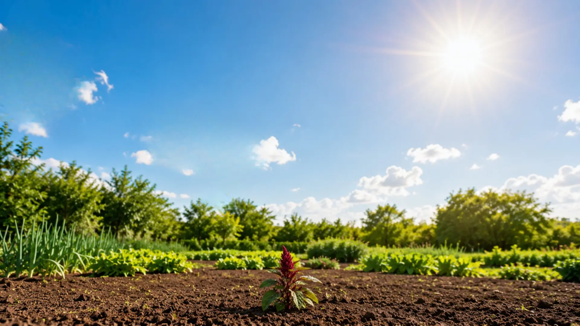 young amaranth plant growing in open garden soil beneath bright sunlight and a clear blue summer sky