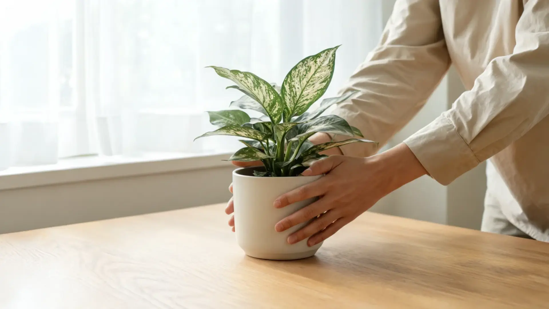 a leafy houseplant placed near a bright indoor window to receive the right amount of natural light