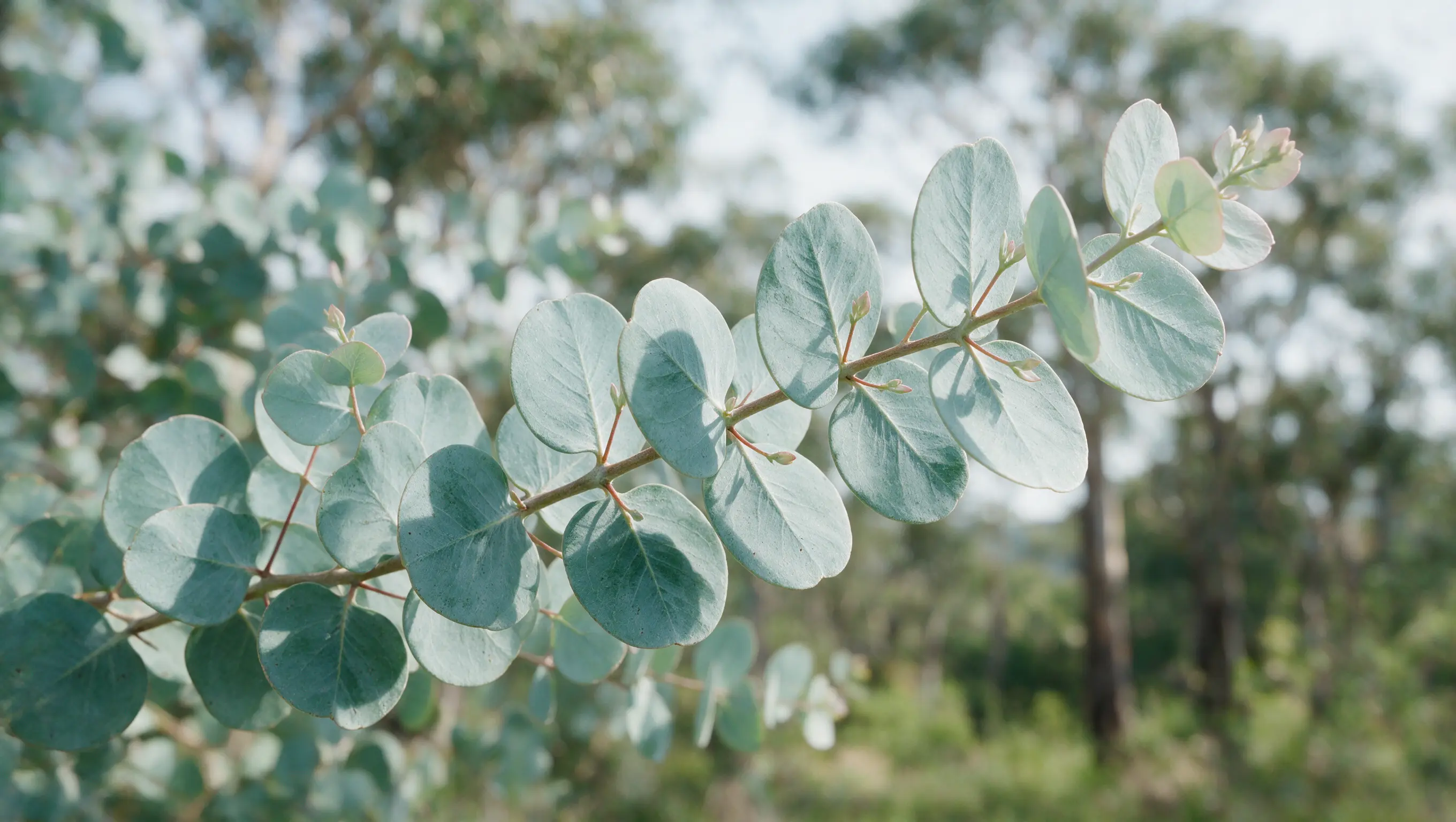 close up of a eucalyptus branch with silvery blue leaves in soft natural daylight near a garden