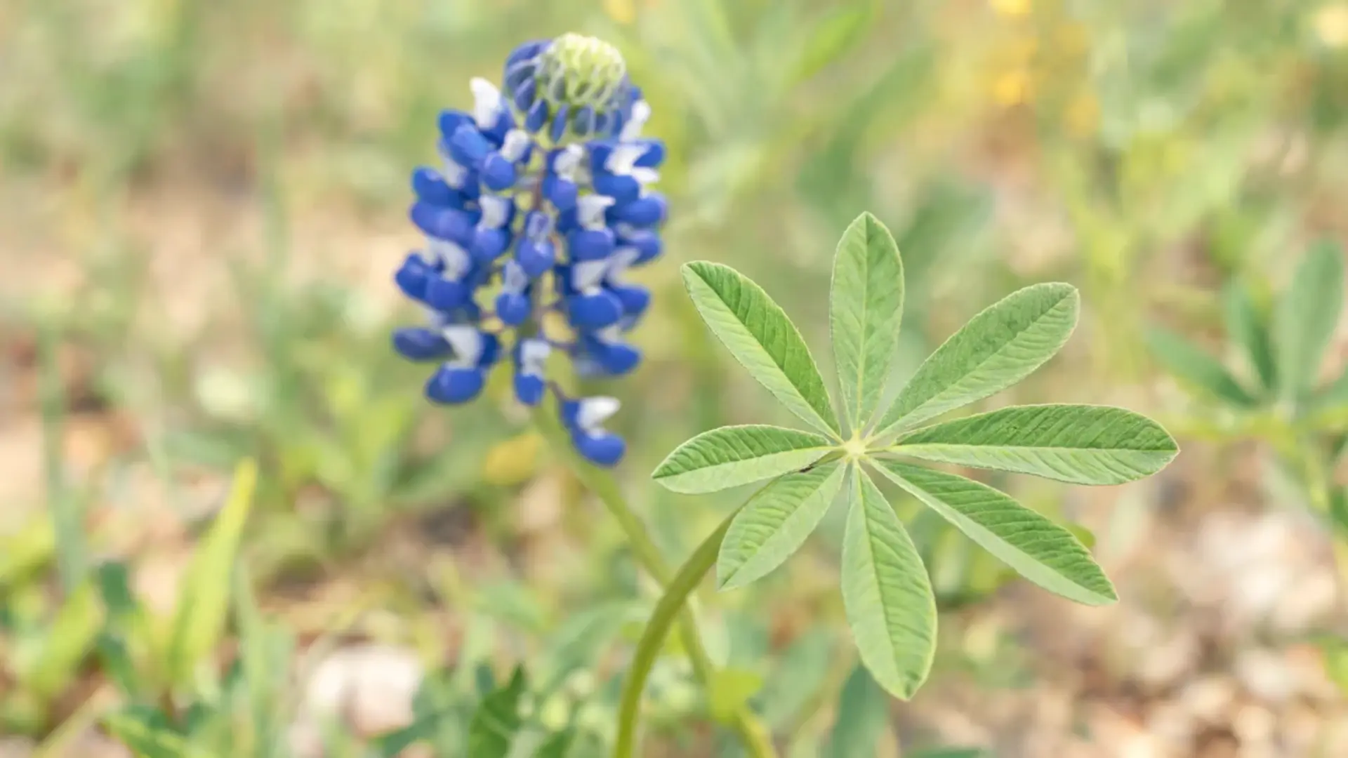 close view of a green bluebonnet leaf with narrow leaflets and a softly blurred blue flower behind