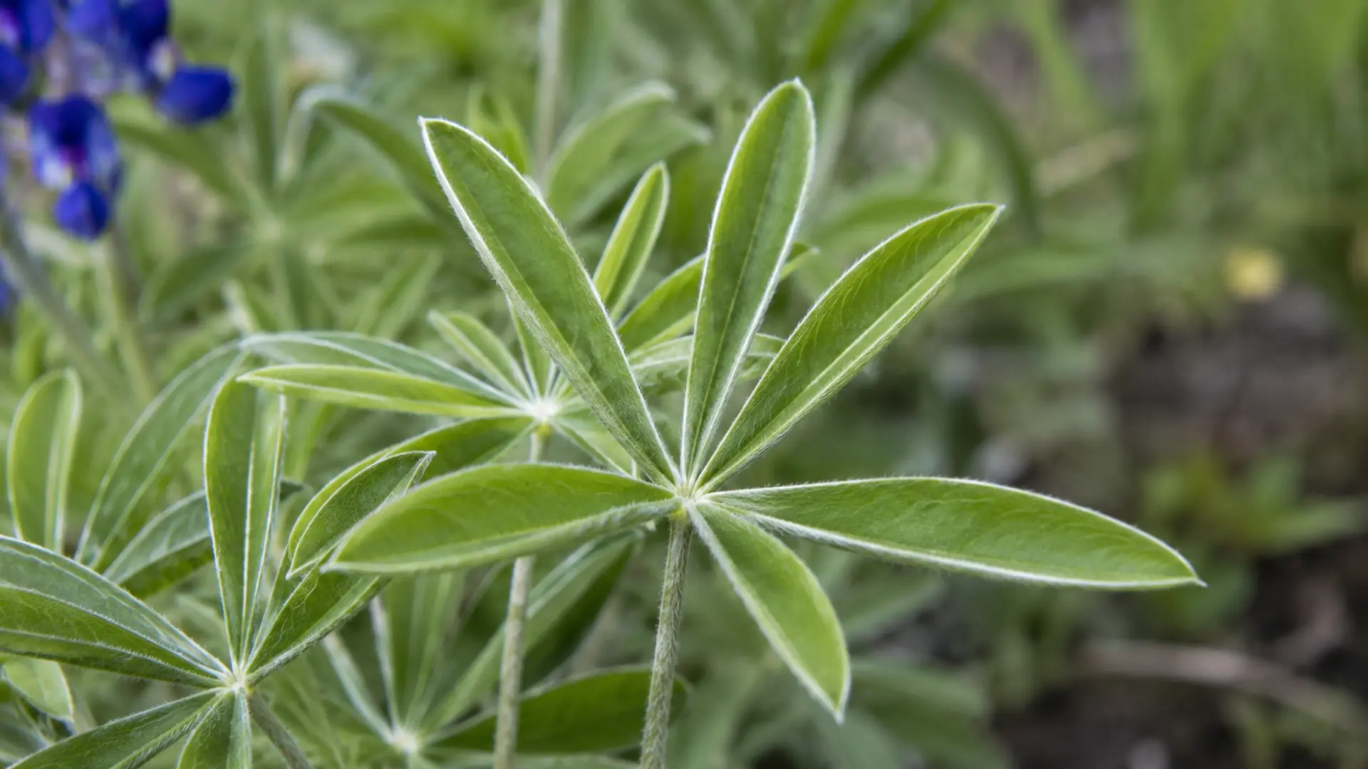close view of texas bluebonnet leaves with five narrow leaflets spreading like an open hand