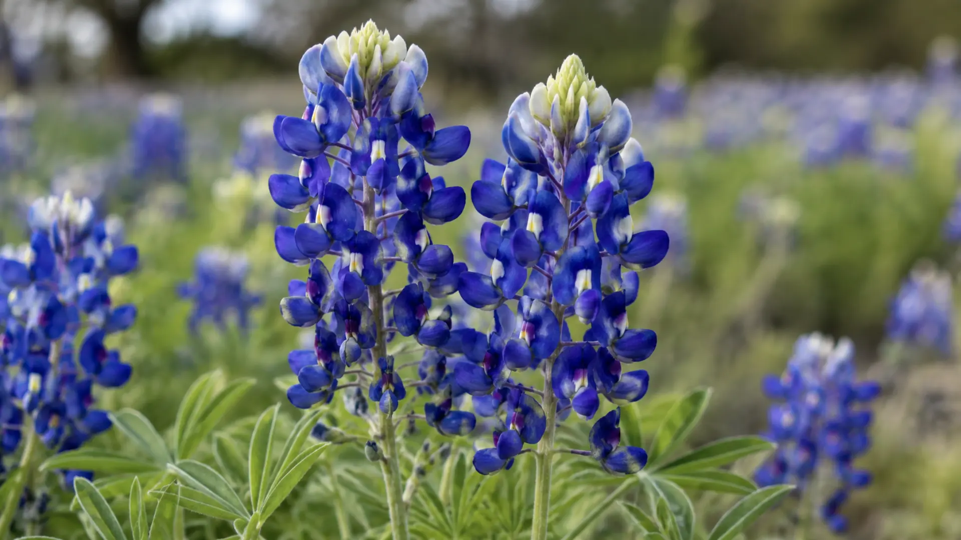 close view of upright texas bluebonnet flower clusters with deep blue petals and pale white tips