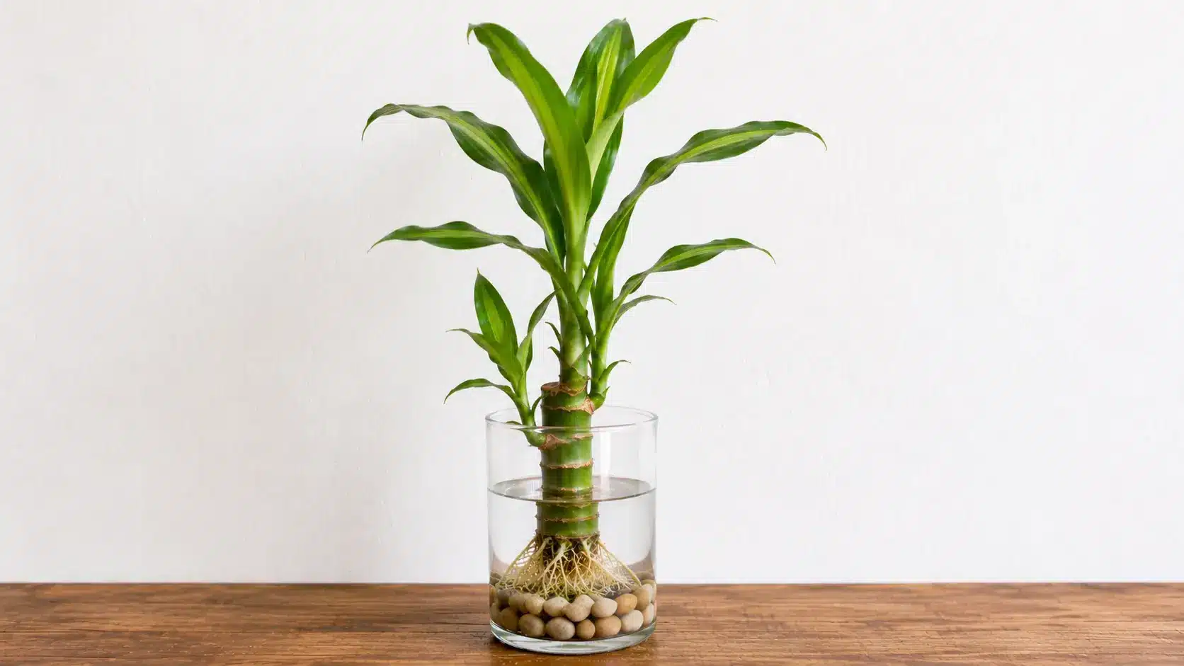 corn plant cutting with tall green leaves growing in water above pebbles in a clear glass jar