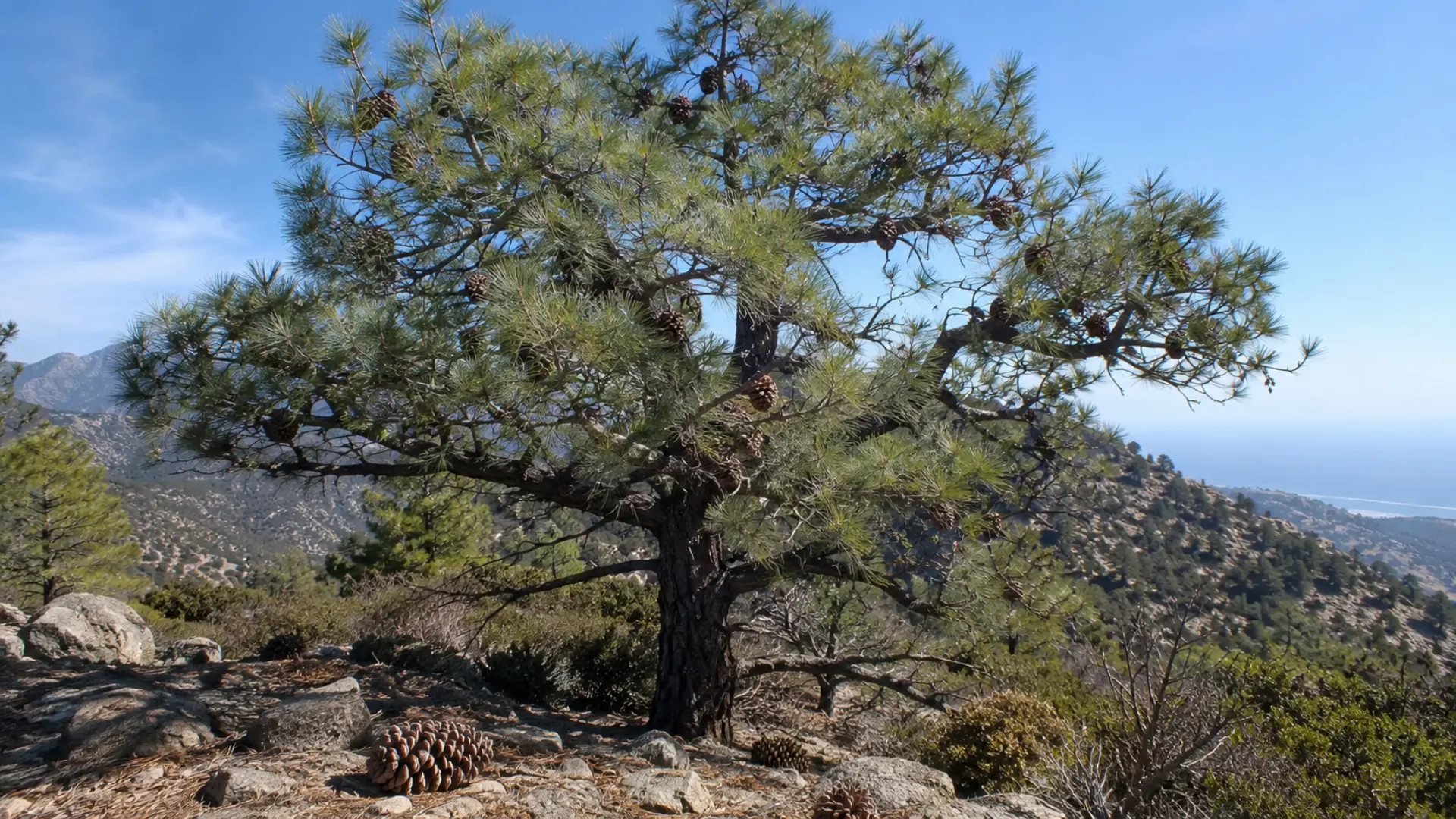 coulter pine with long stiff needles massive heavy cones and an open crown on dry california slopes