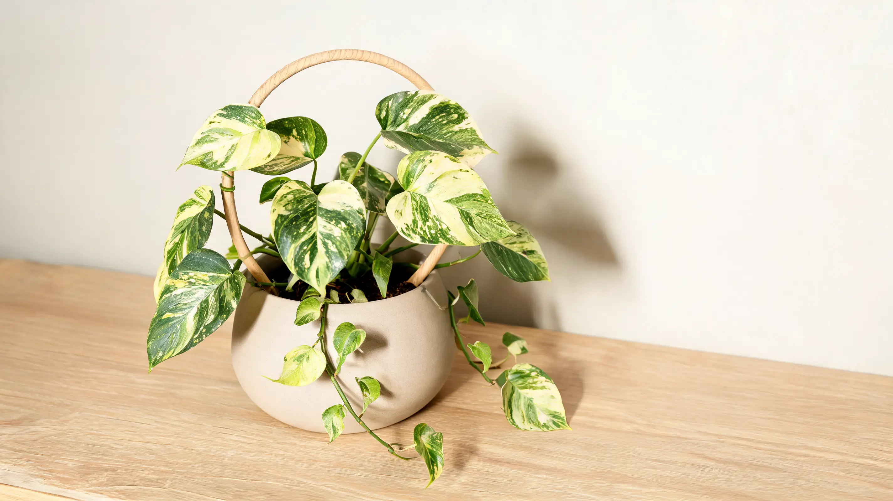 cream splash philodendron with heart shaped leaves marked by green cream and pale yellow tones