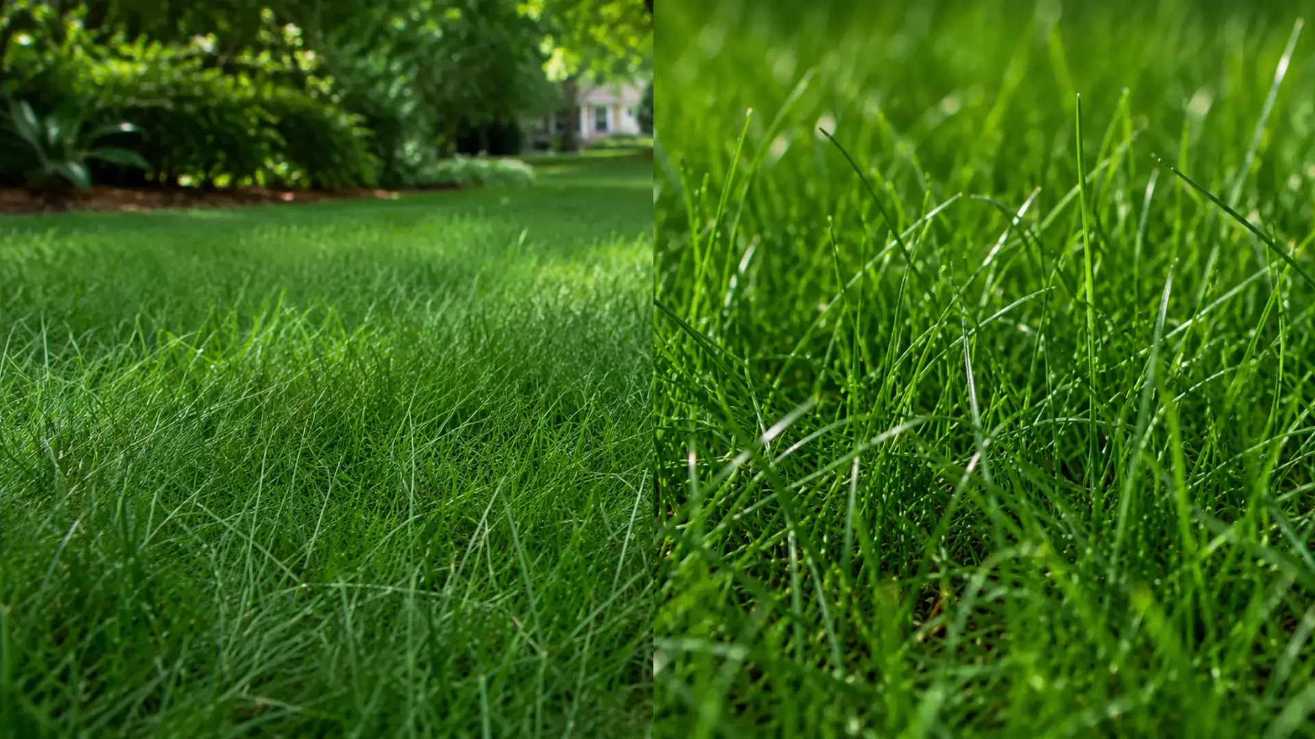 side by side views of a creeping red fescue lawn and close up showing fine narrow green blades
