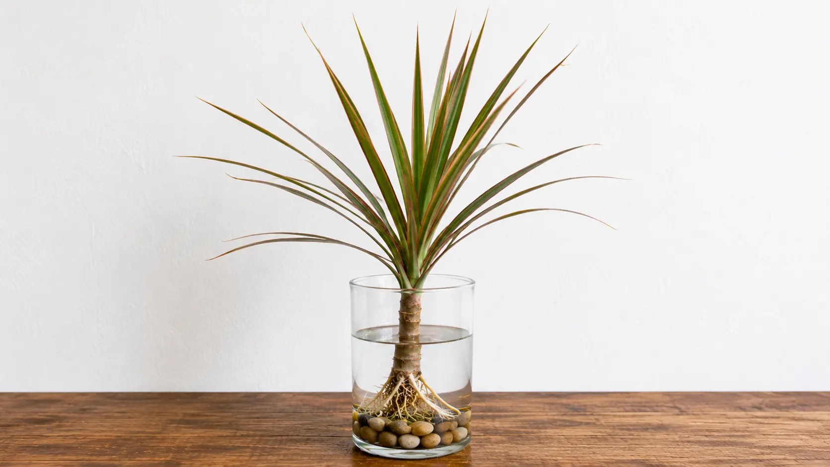 dracaena marginata with long narrow leaves growing in water and pebbles in a clear cylinder