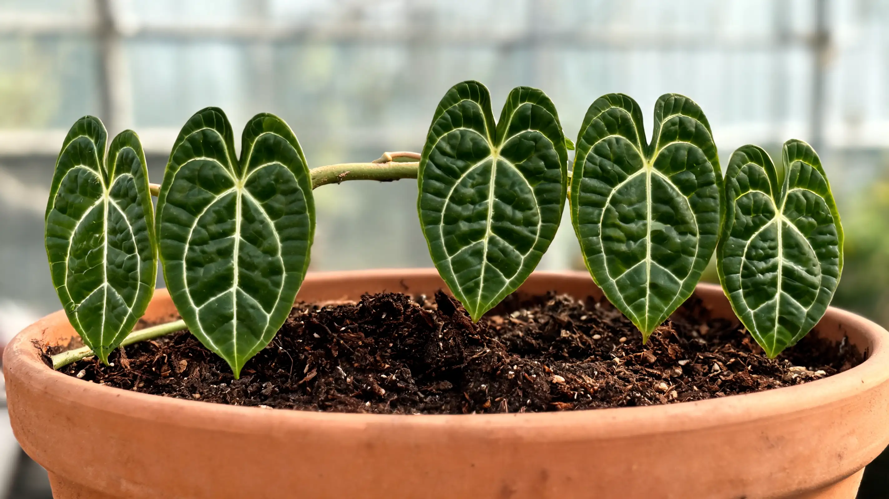 dean mcdowell philodendron with large dark green heart shaped leaves and bold white veins indoors