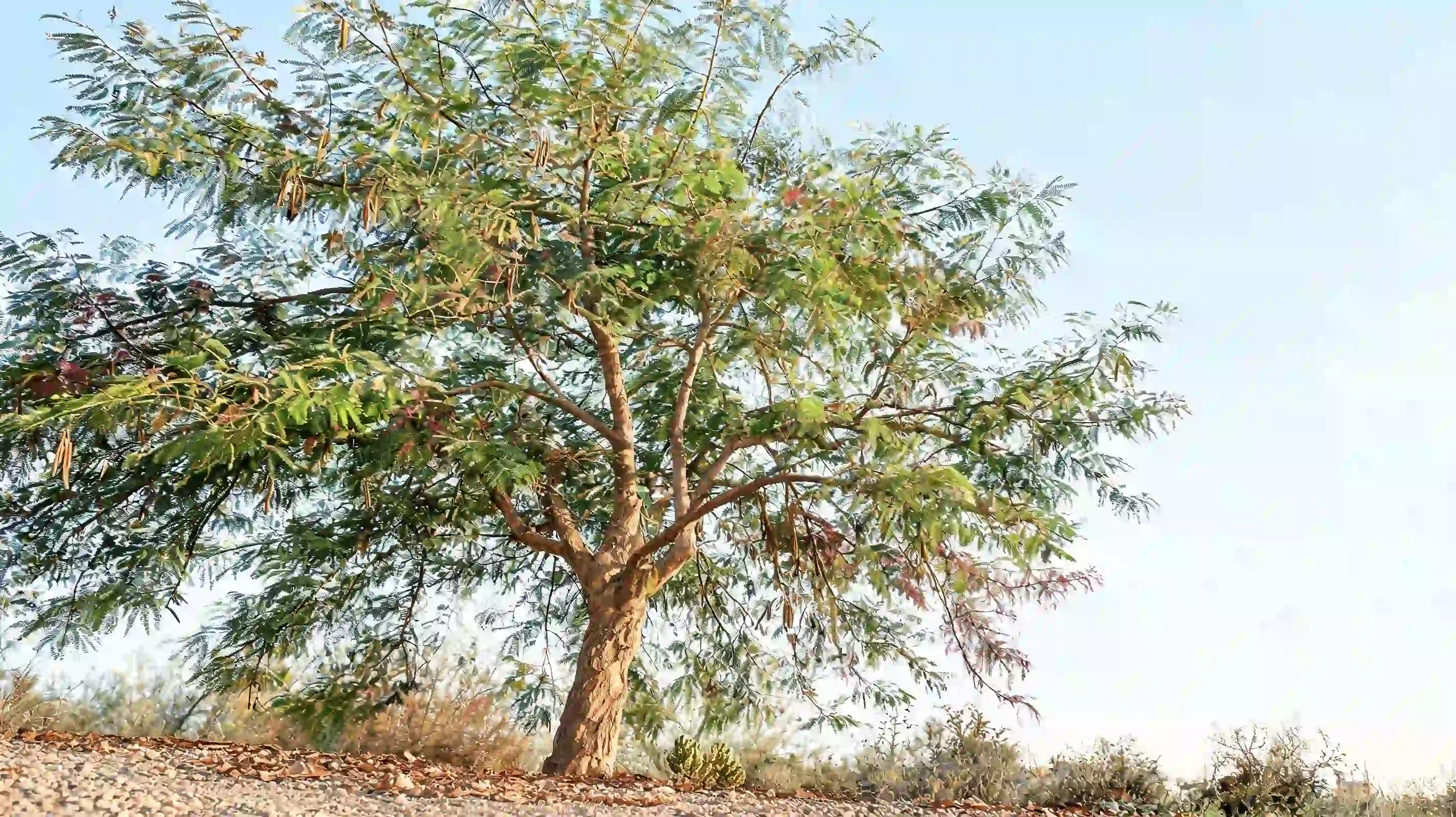 desert fern tree with soft divided leaves a broad thornless canopy and brown pods in a dry garden
