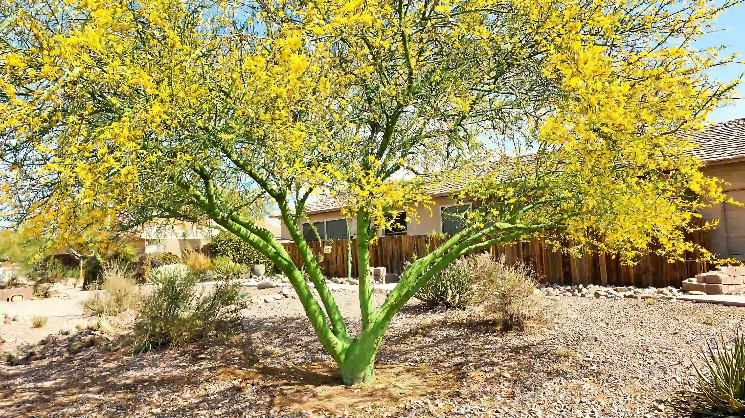 desert museum palo verde with green bark a thornless open canopy and bright yellow flowers