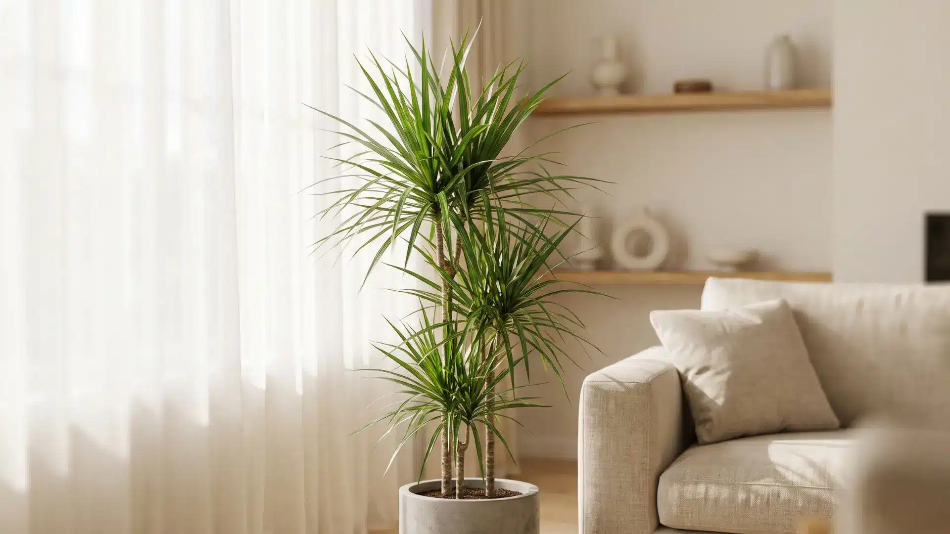 tall dracaena with narrow green leaves in a simple floor pot beside a softly lit living room sofa