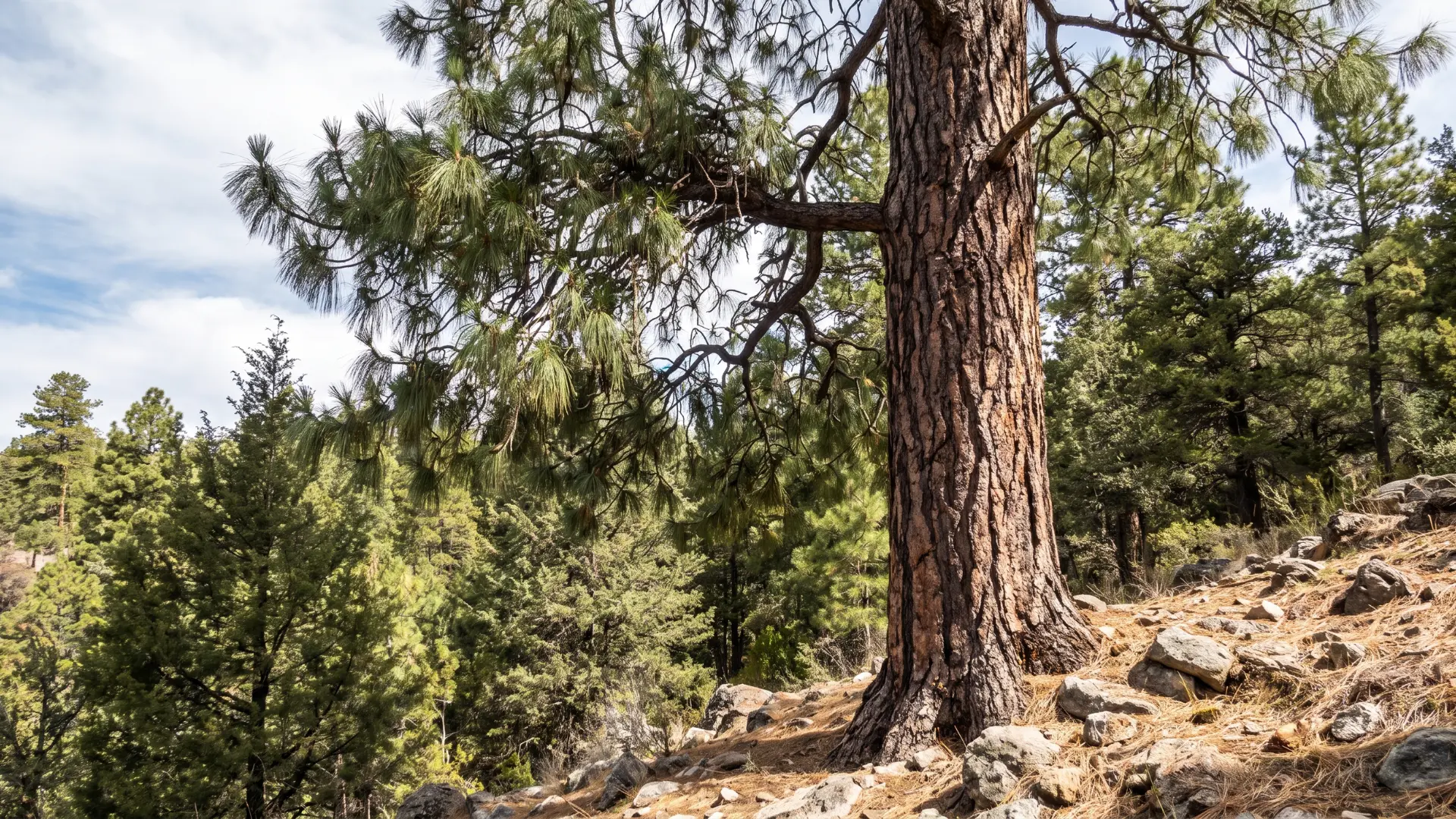 durango pine with a tall straight trunk dense green needles and a broad crown in mexican mountain forests